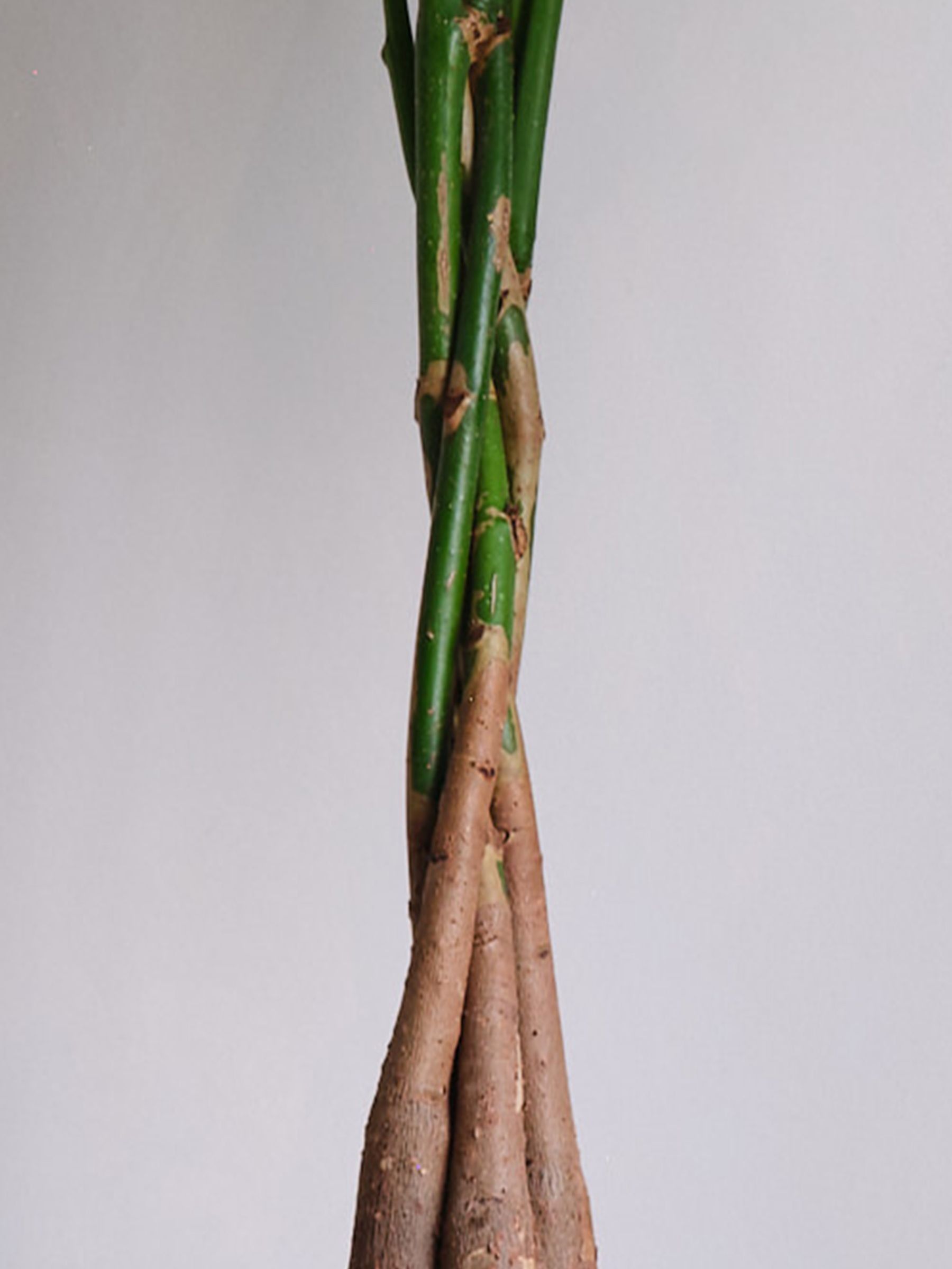 Oyster Real Money Tree Plant in Earthenware Pot - Image 3 of 4