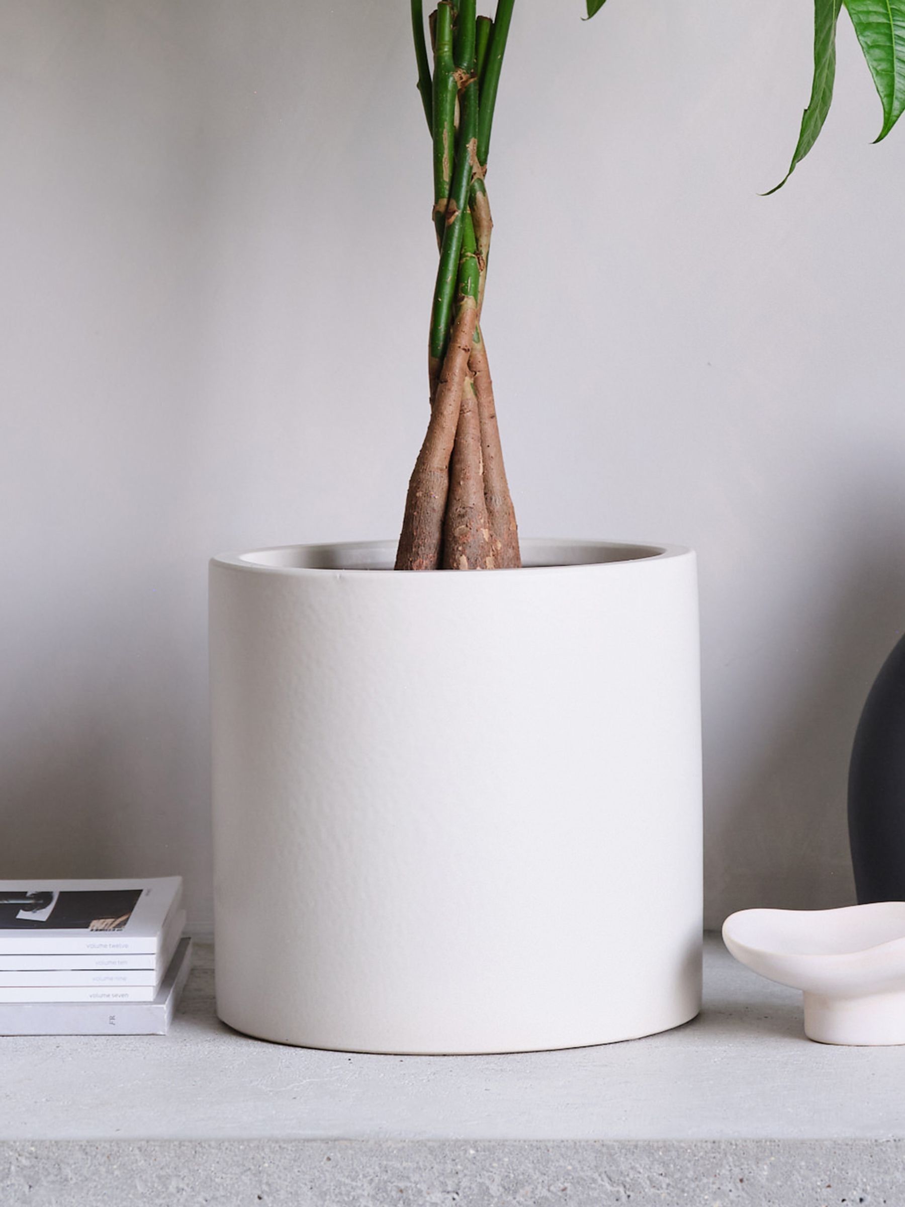 Oyster Real Money Tree Plant in Earthenware Pot - Image 4 of 4 Oyster Real Money Tree Plant in Earthenware Pot - Image 4 of 4