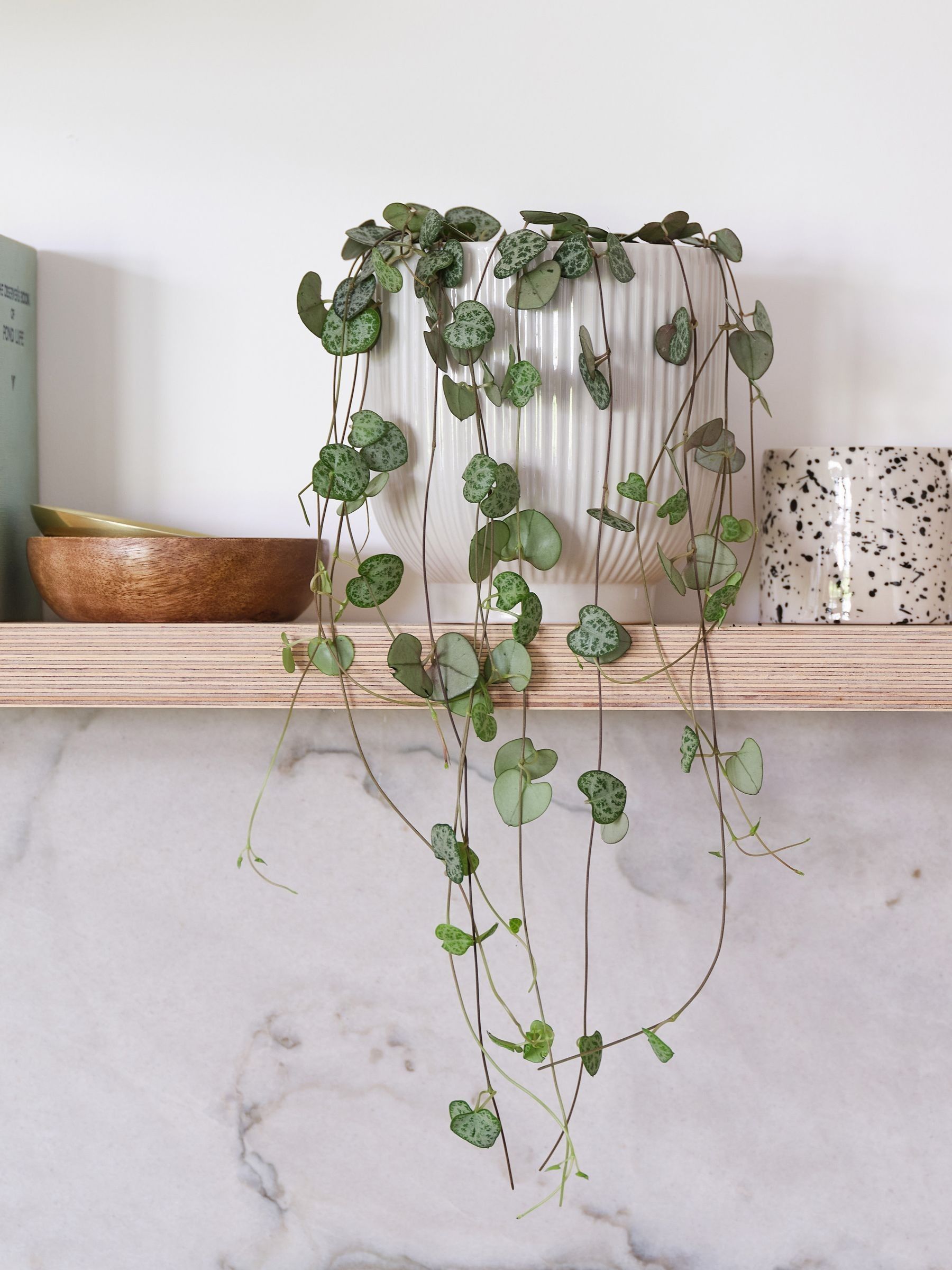 White Real String of Hearts Plant in Ribbed Pot - Image 1 of 3