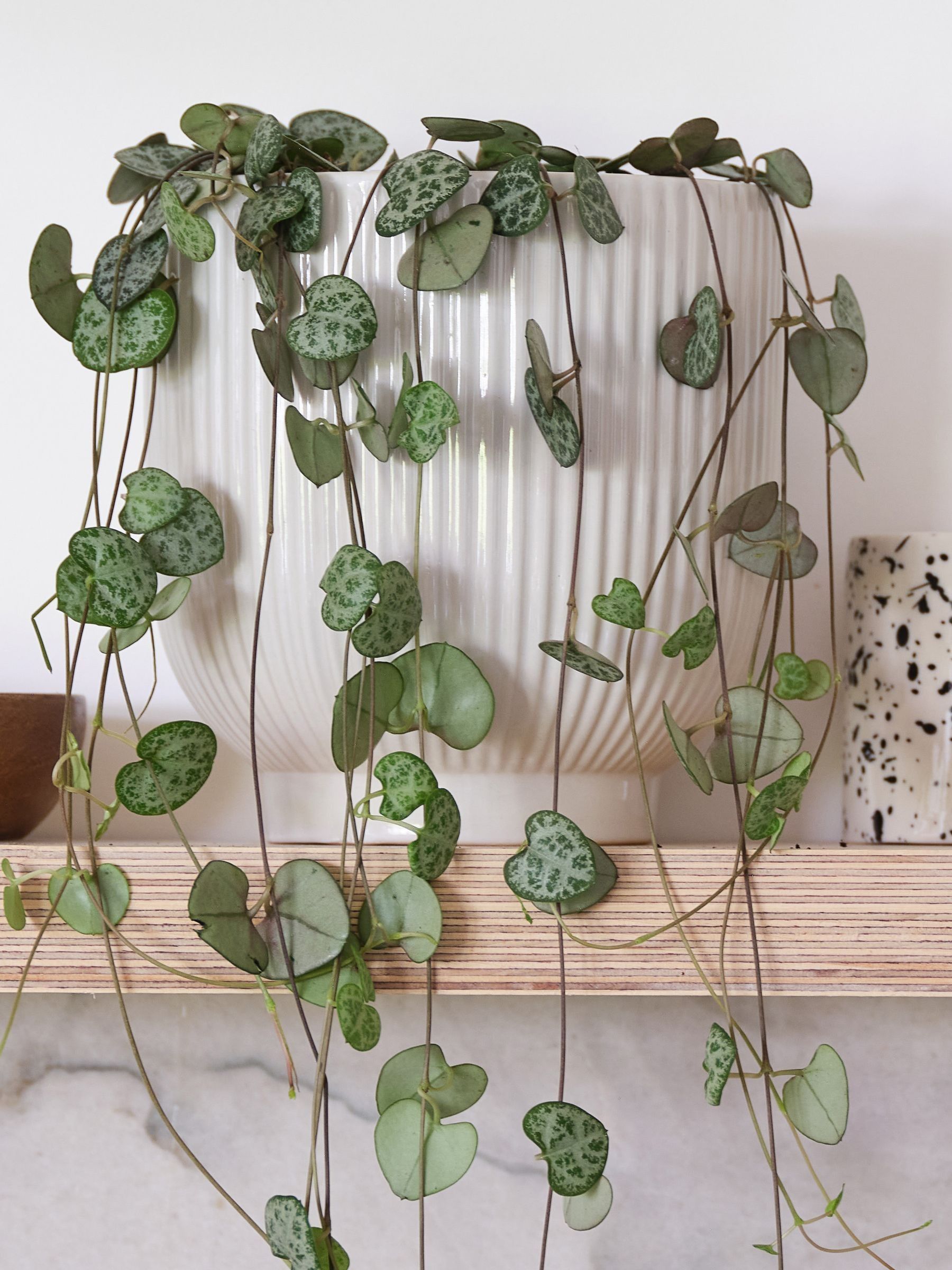 White Real String of Hearts Plant in Ribbed Pot - Image 2 of 3