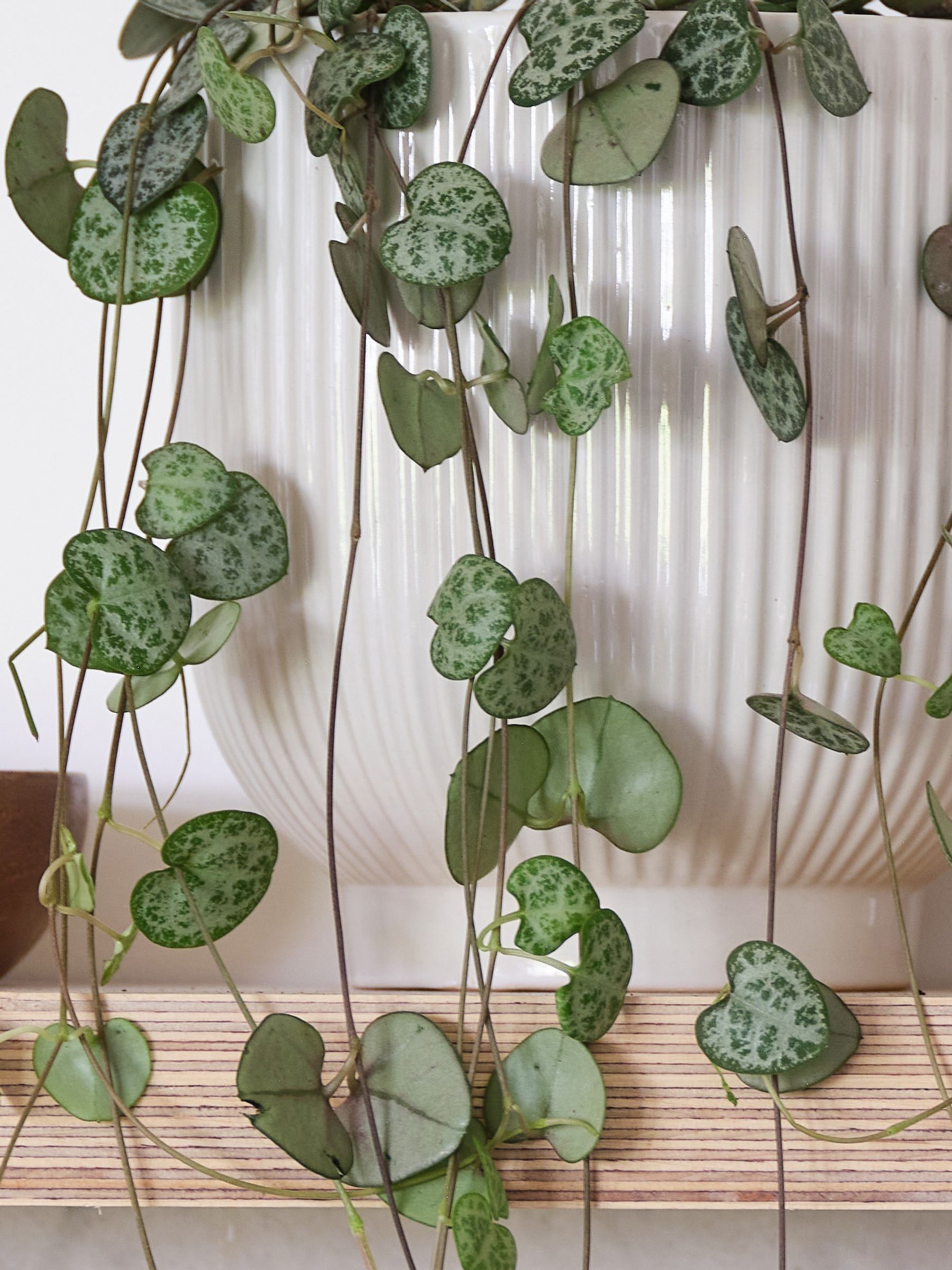 White Real String of Hearts Plant in Ribbed Pot - Image 3 of 3