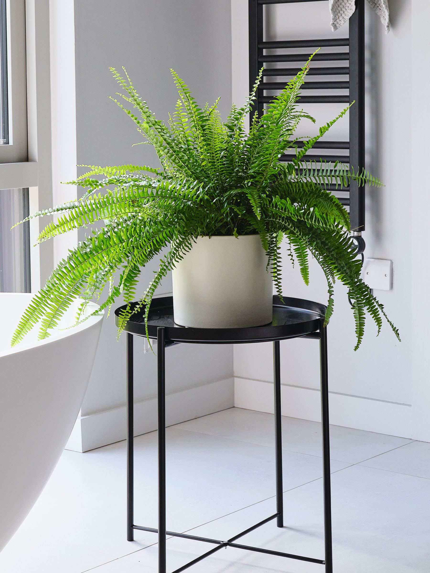 Oyster Boston Fern & Real Boston Fern Plant in Earthenware Pot - Image 1 of 6 Oyster Boston Fern & Real Boston Fern Plant in Earthenware Pot - Image 1 of 6