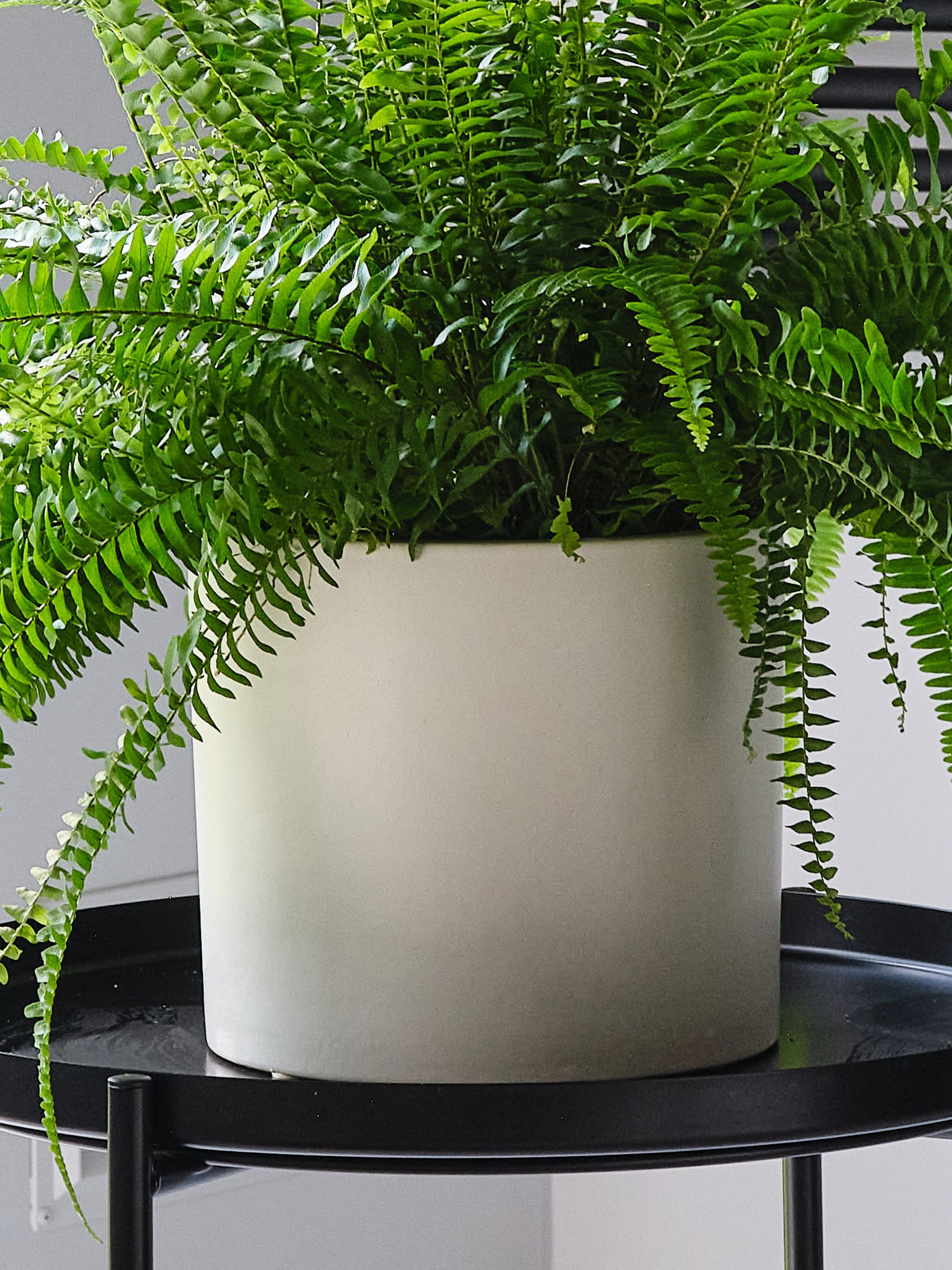 Oyster Boston Fern & Real Boston Fern Plant in Earthenware Pot - Image 2 of 6 Oyster Boston Fern & Real Boston Fern Plant in Earthenware Pot - Image 2 of 6