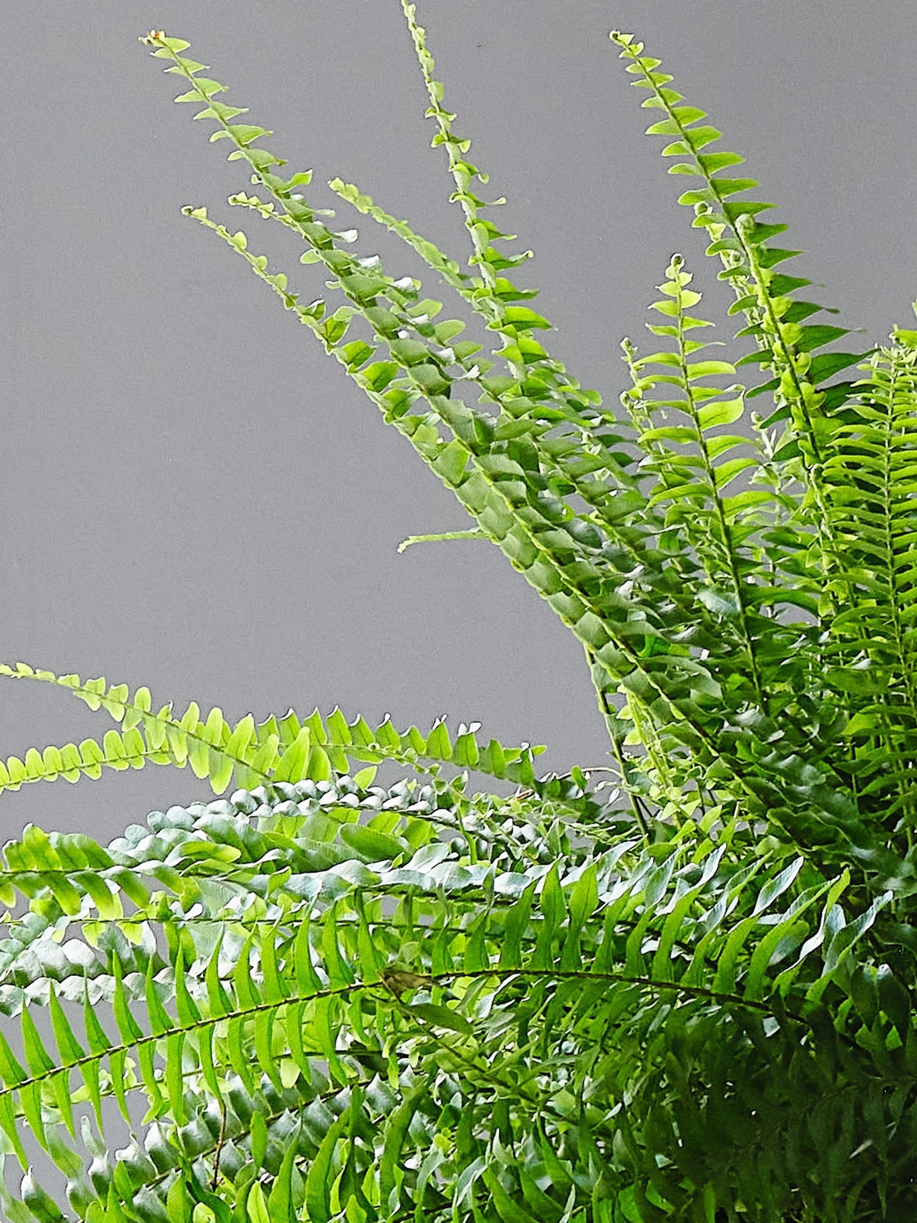 Oyster Boston Fern & Real Boston Fern Plant in Earthenware Pot - Image 6 of 6 Oyster Boston Fern & Real Boston Fern Plant in Earthenware Pot - Image 6 of 6