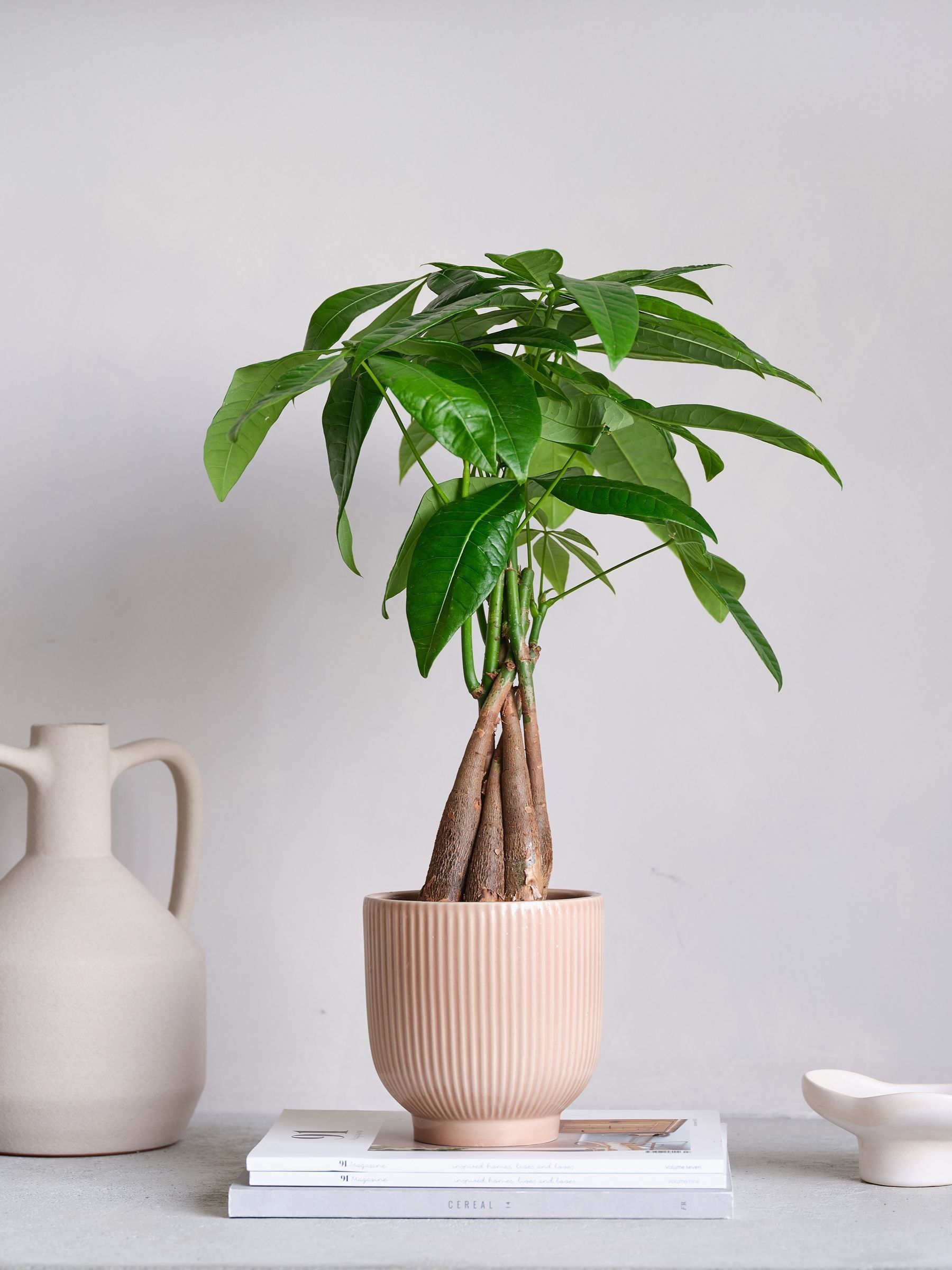 Pink Real Money Tree in Ribbed Pot - Image 1 of 4 Pink Real Money Tree in Ribbed Pot - Image 1 of 4