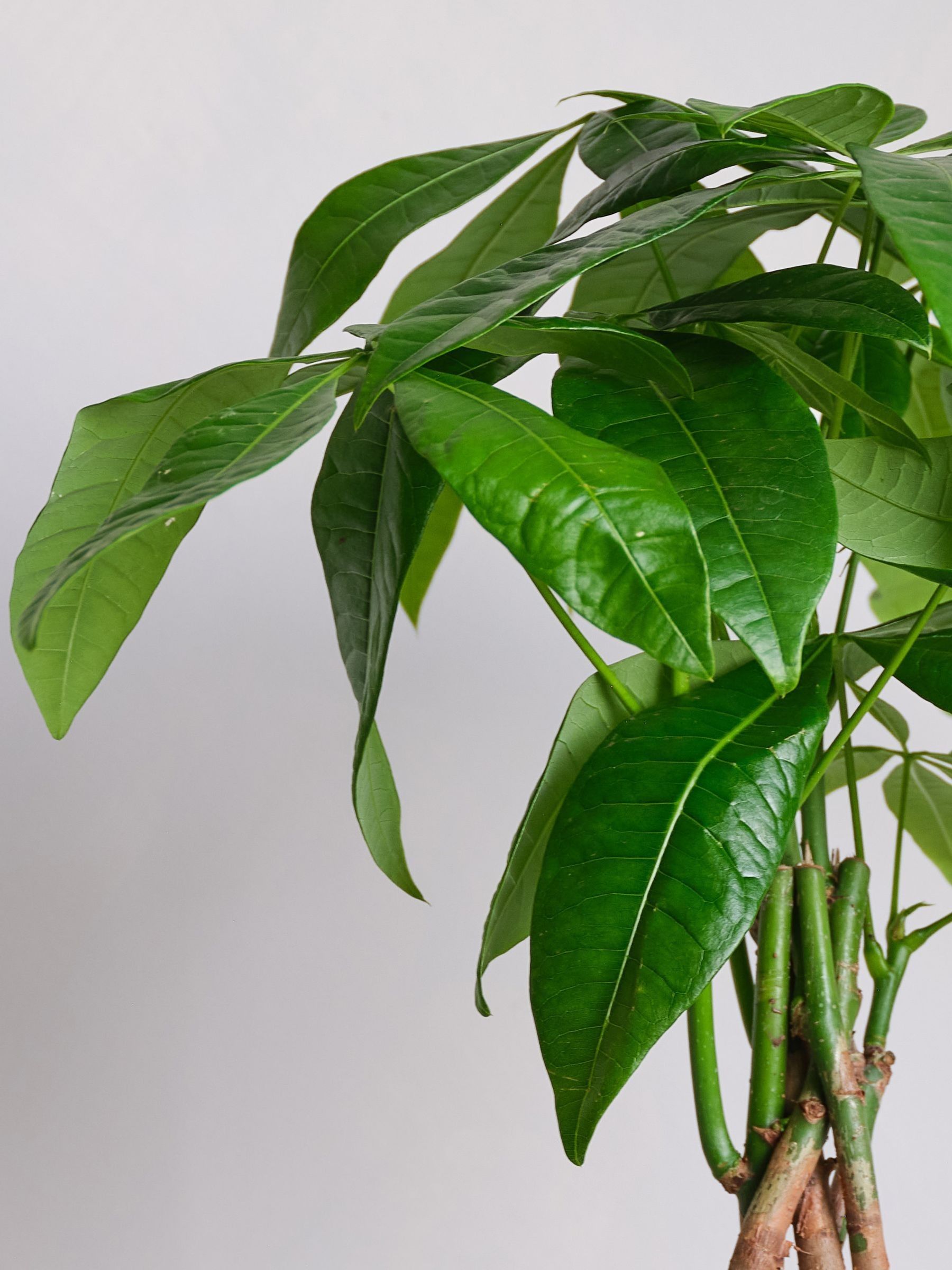 Pink Real Money Tree in Ribbed Pot - Image 2 of 4