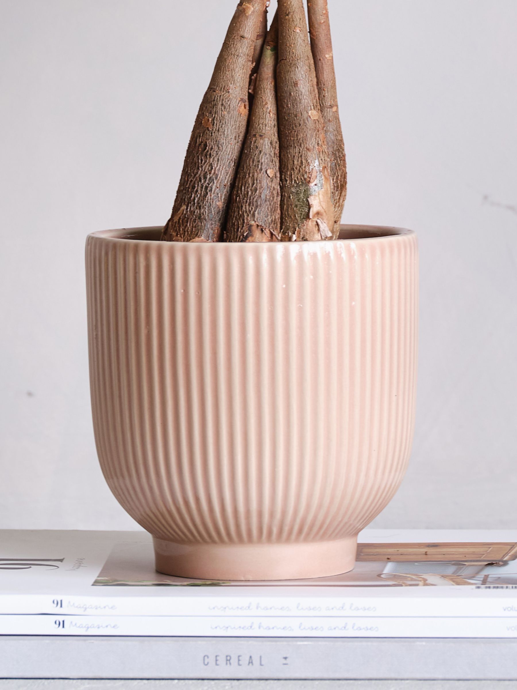 Pink Real Money Tree in Ribbed Pot - Image 4 of 4 Pink Real Money Tree in Ribbed Pot - Image 4 of 4