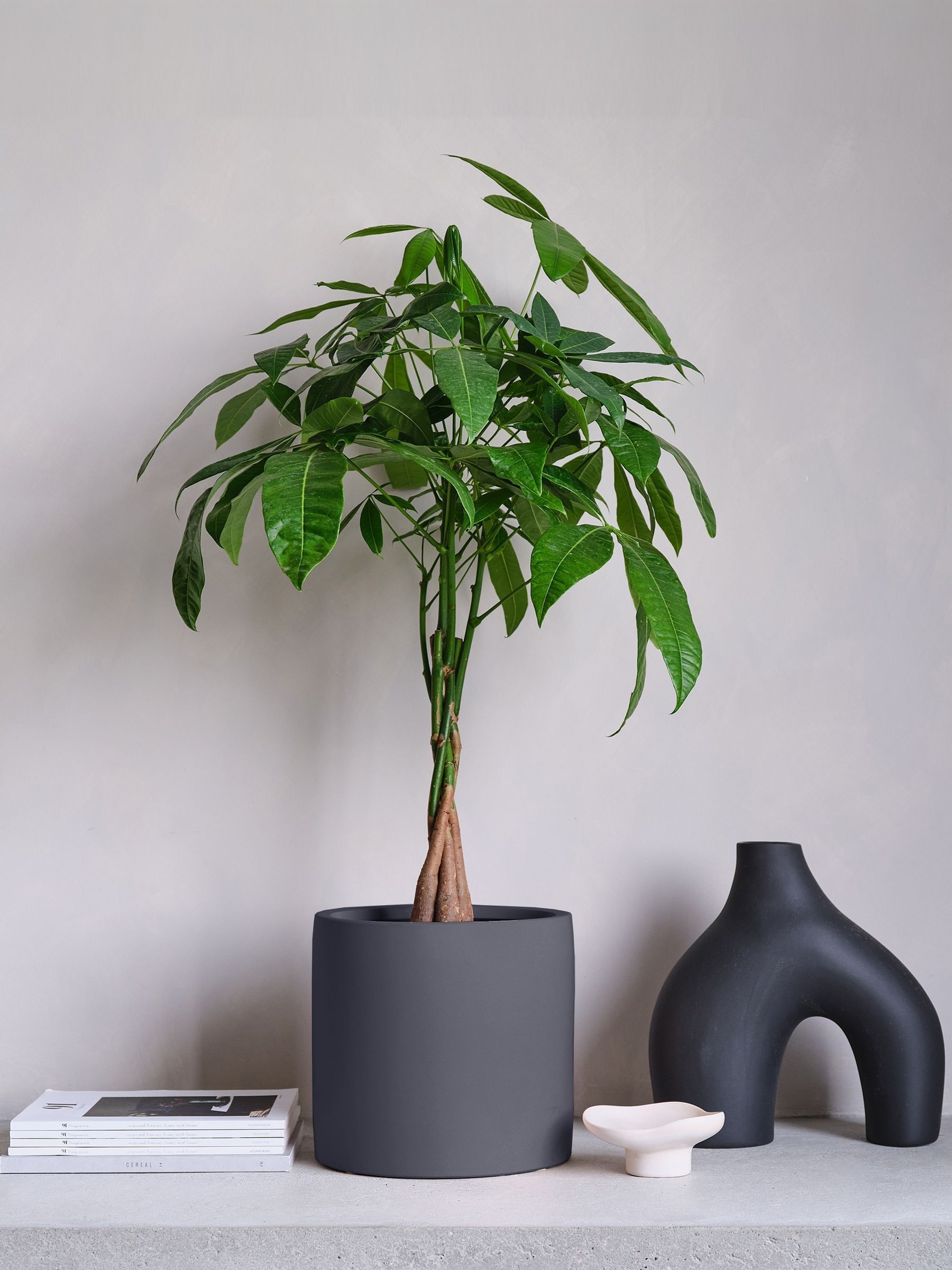 Graphite Real Money Tree Plant in Earthenware Pot - Image 1 of 4