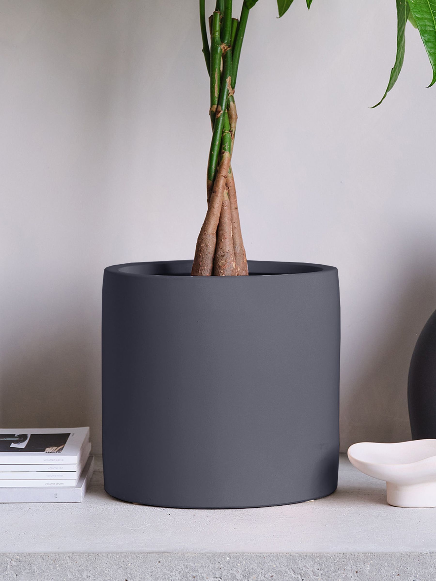 Graphite Real Money Tree Plant in Earthenware Pot - Image 4 of 4 Graphite Real Money Tree Plant in Earthenware Pot - Image 4 of 4