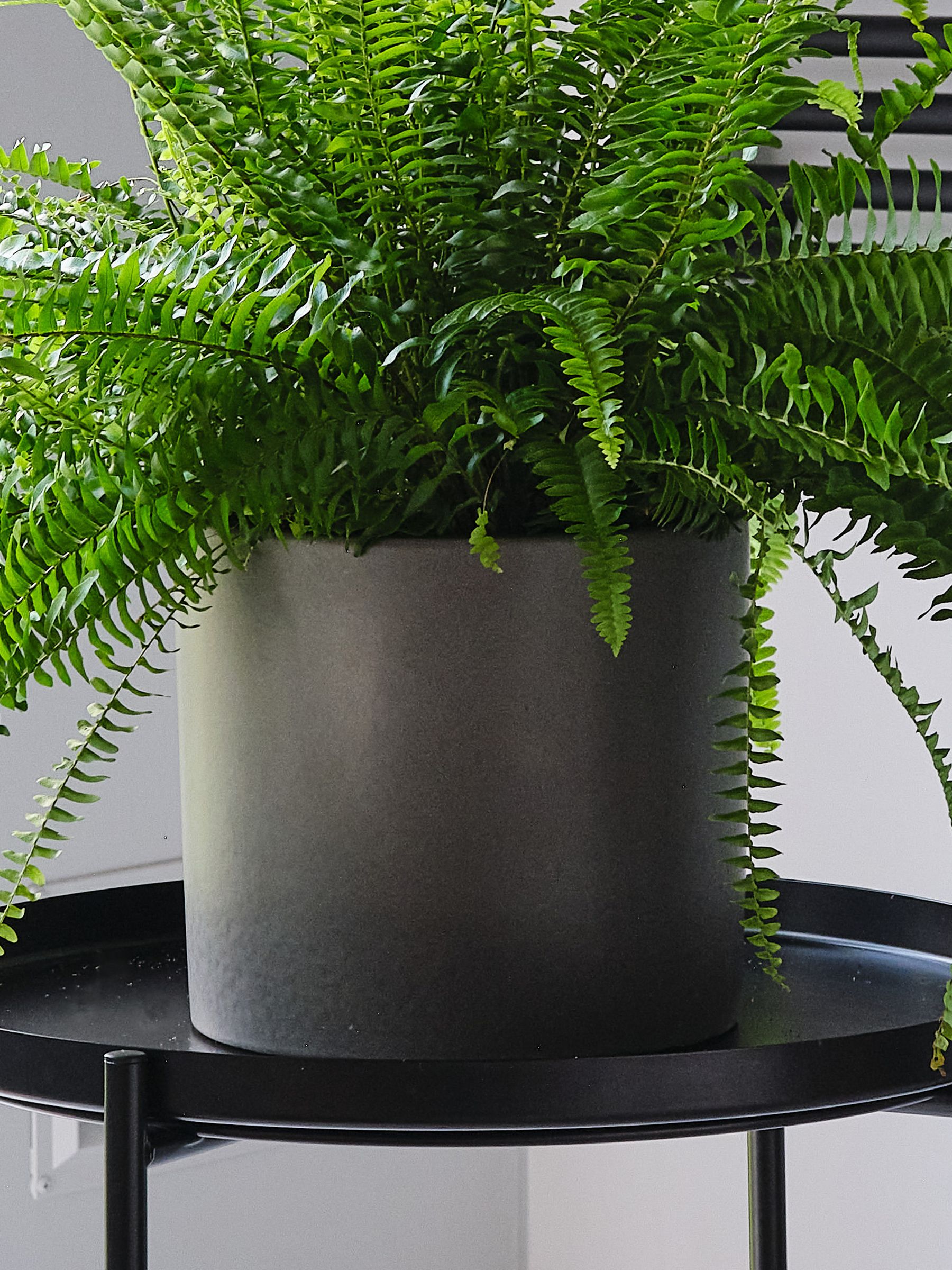 Graphite Boston Fern & Real Boston Fern Plant in Earthenware Pot - Image 2 of 4