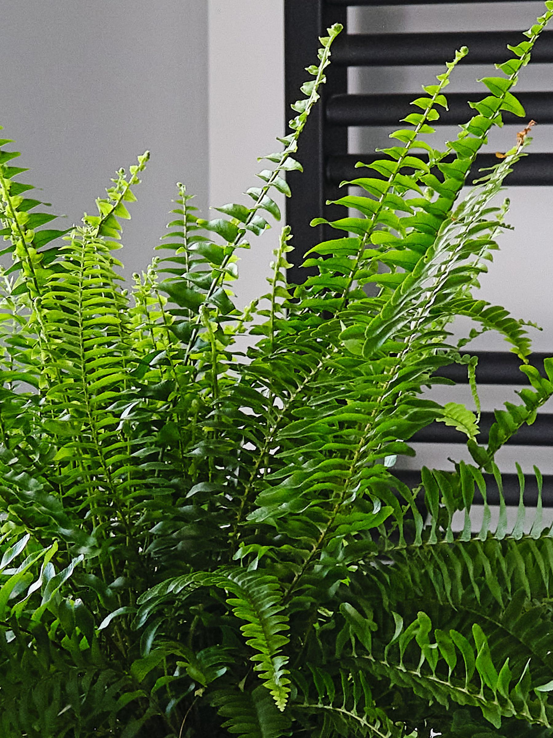 Graphite Boston Fern & Real Boston Fern Plant in Earthenware Pot - Image 3 of 4