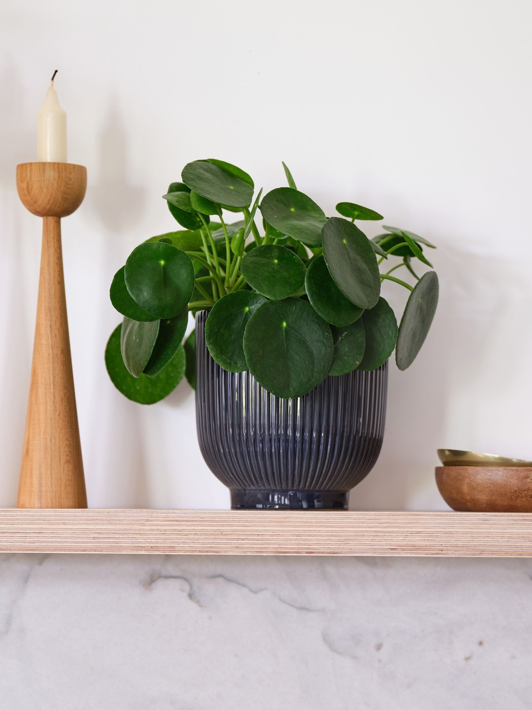 Navy Real Money Plant in Ribbed Pot - Image 1 of 4 Navy Real Money Plant in Ribbed Pot - Image 1 of 4