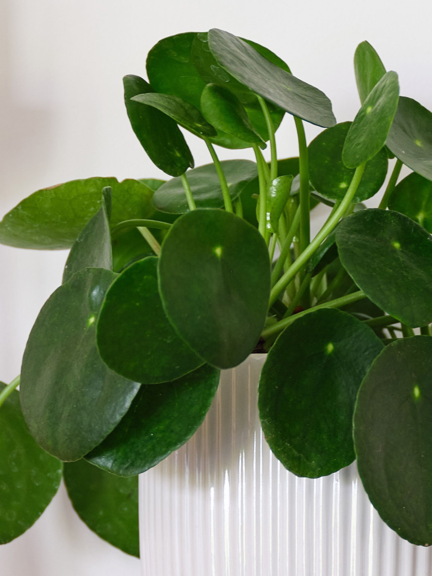 Navy Real Money Plant in Ribbed Pot - Image 2 of 4