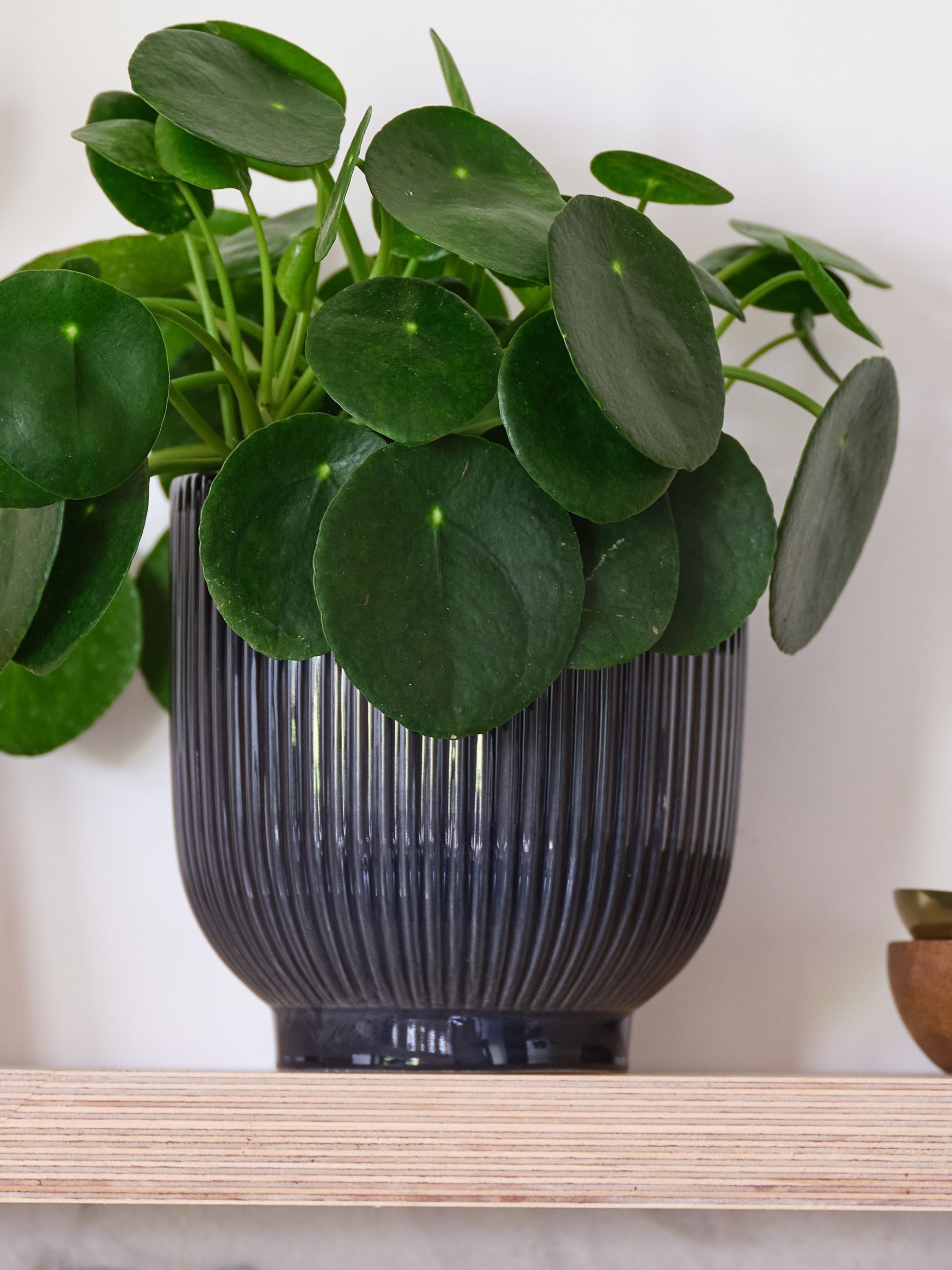 Navy Real Money Plant in Ribbed Pot - Image 4 of 4 Navy Real Money Plant in Ribbed Pot - Image 4 of 4