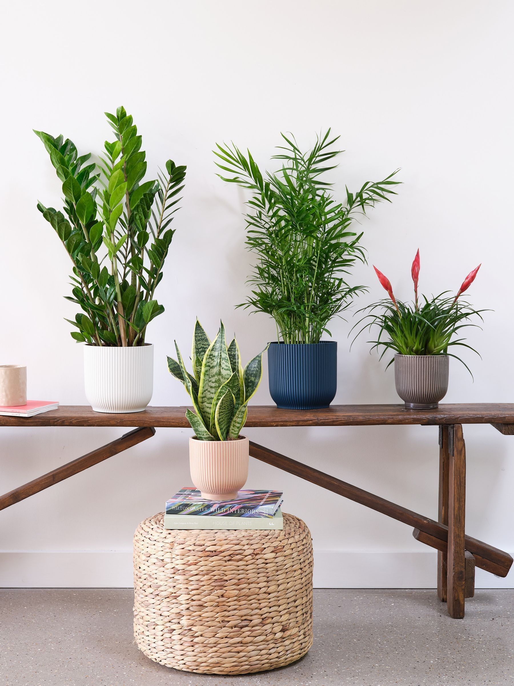 Beards & Daisies Green Real Unkillable Plant Bundle in Pots - Image 1 of 5