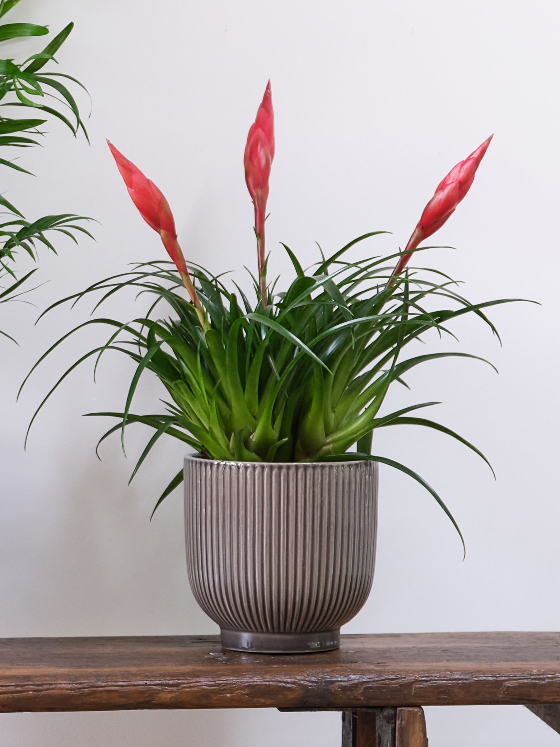 Beards & Daisies Green Real Unkillable Plant Bundle in Pots - Image 5 of 5