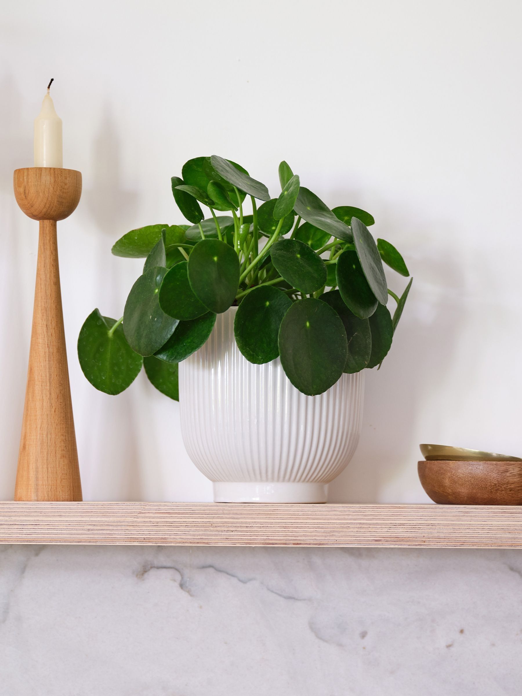 White Real Money Plant in Ribbed Pot - Image 1 of 4