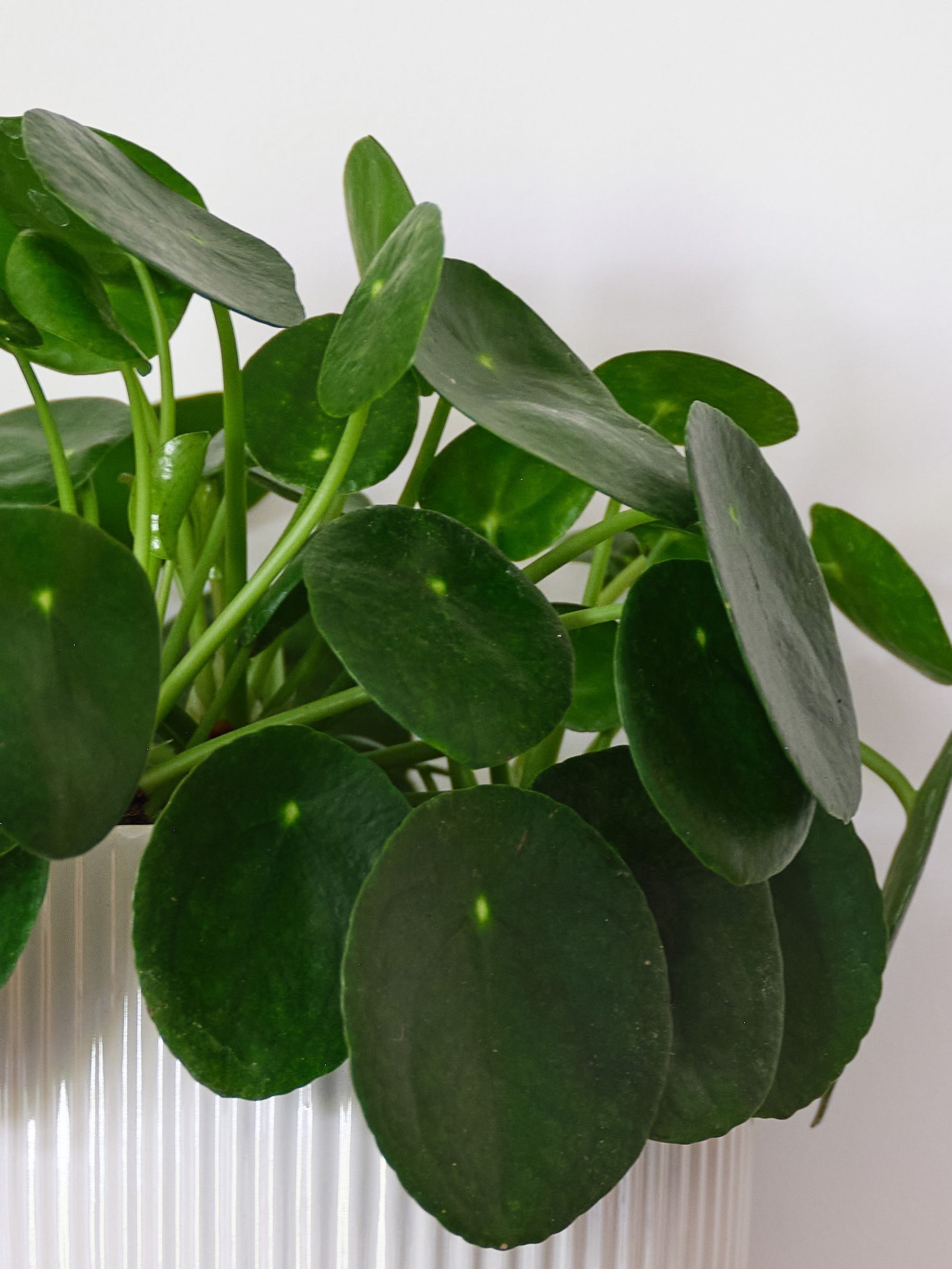 White Real Money Plant in Ribbed Pot - Image 3 of 4