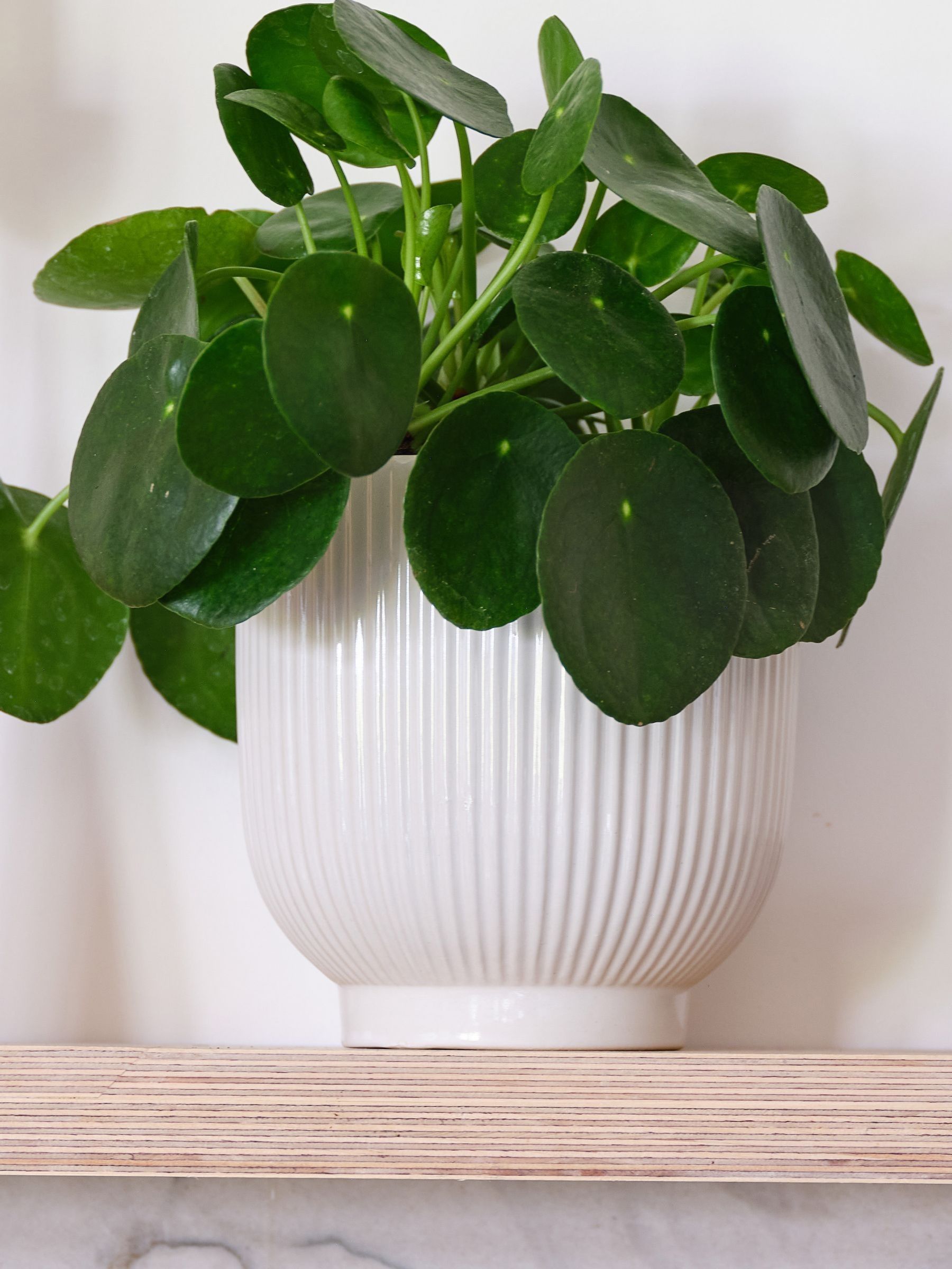 White Real Money Plant in Ribbed Pot - Image 4 of 4
