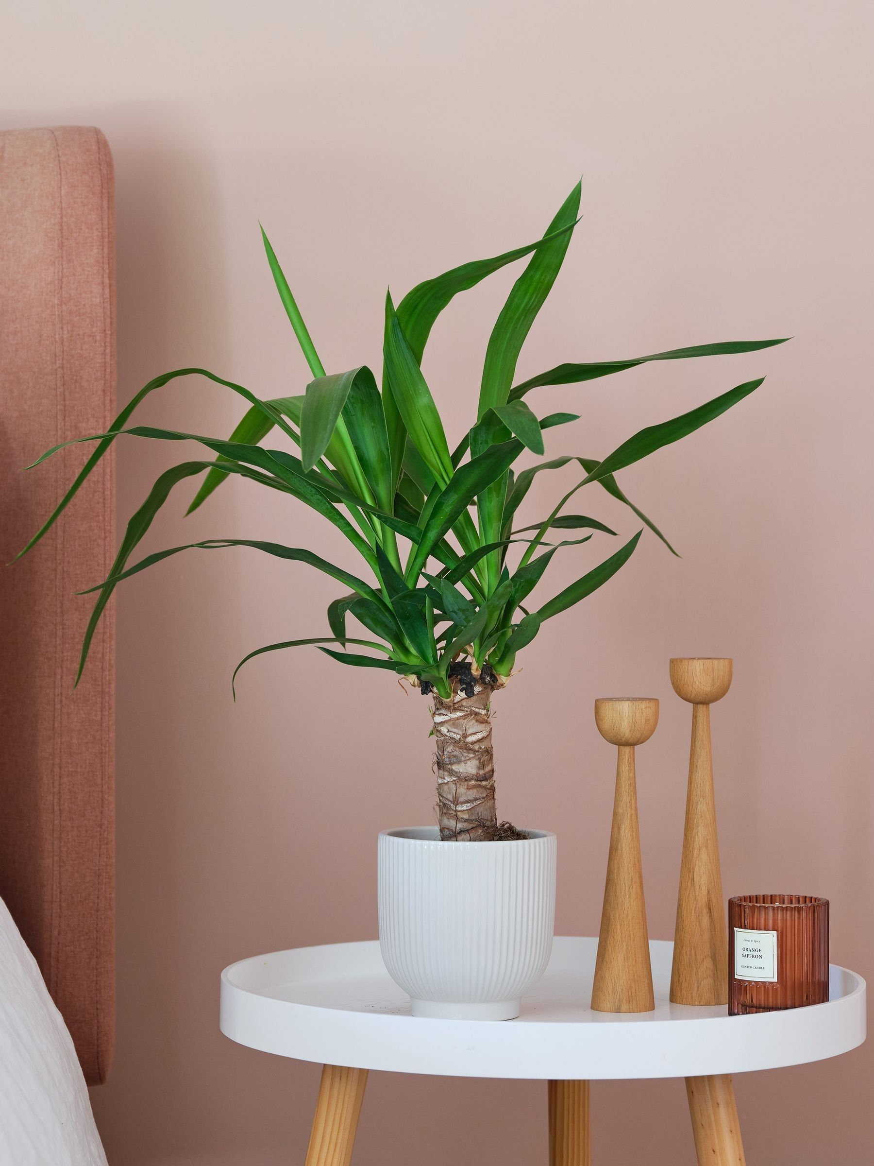 Beards & Daisies White Real Yucca Plant in Ribbed Pot - Image 1 of 3