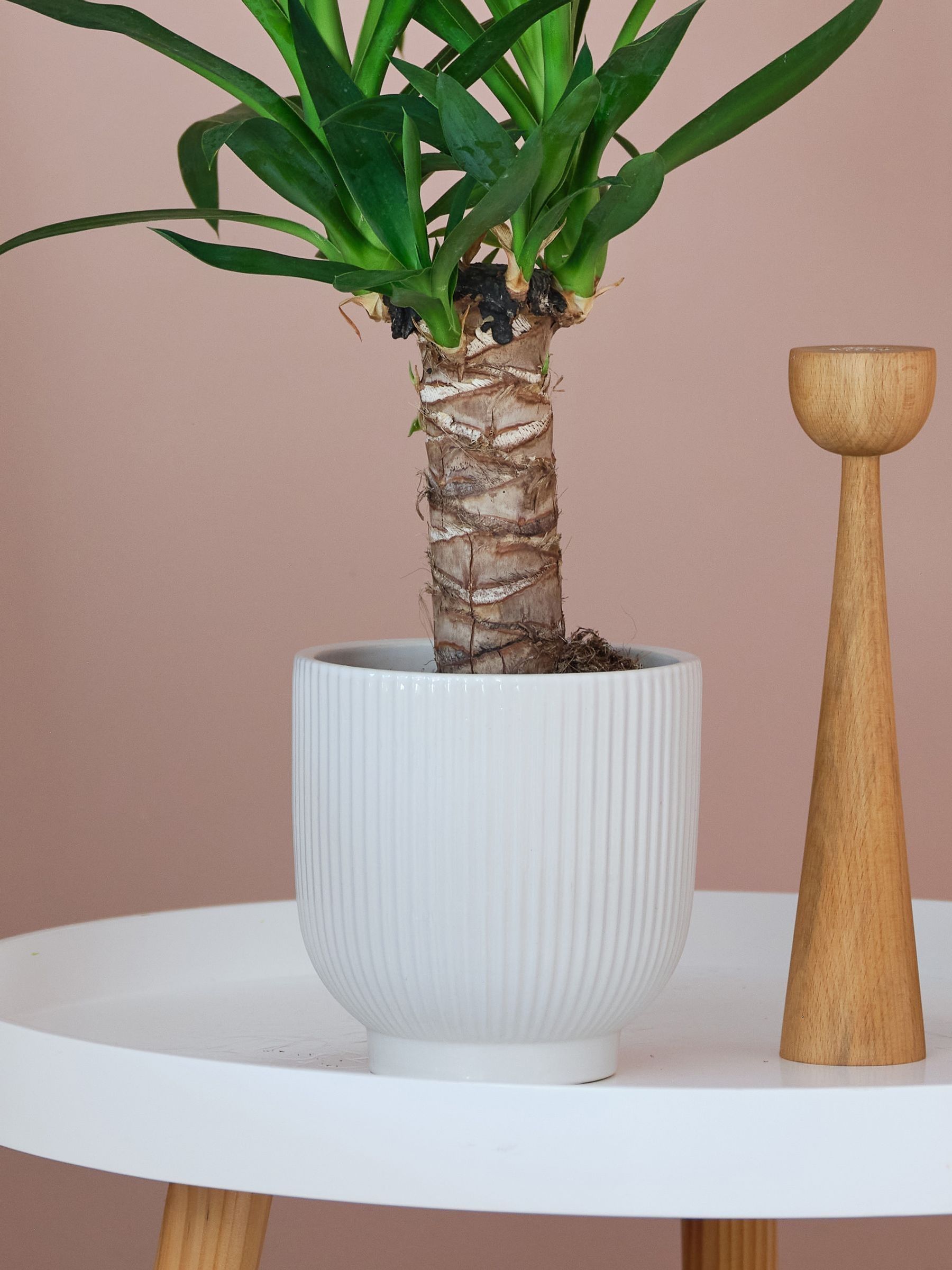 Beards & Daisies White Real Yucca Plant in Ribbed Pot - Image 3 of 3