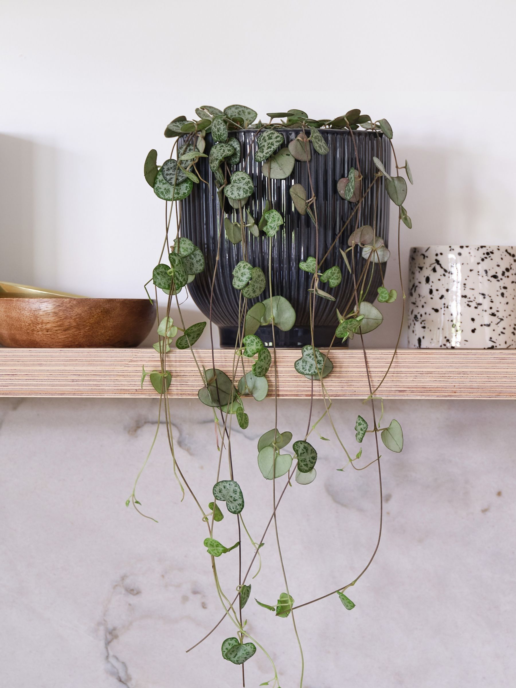 Navy Real String of Hearts Plant in Ribbed Pot - Image 1 of 3