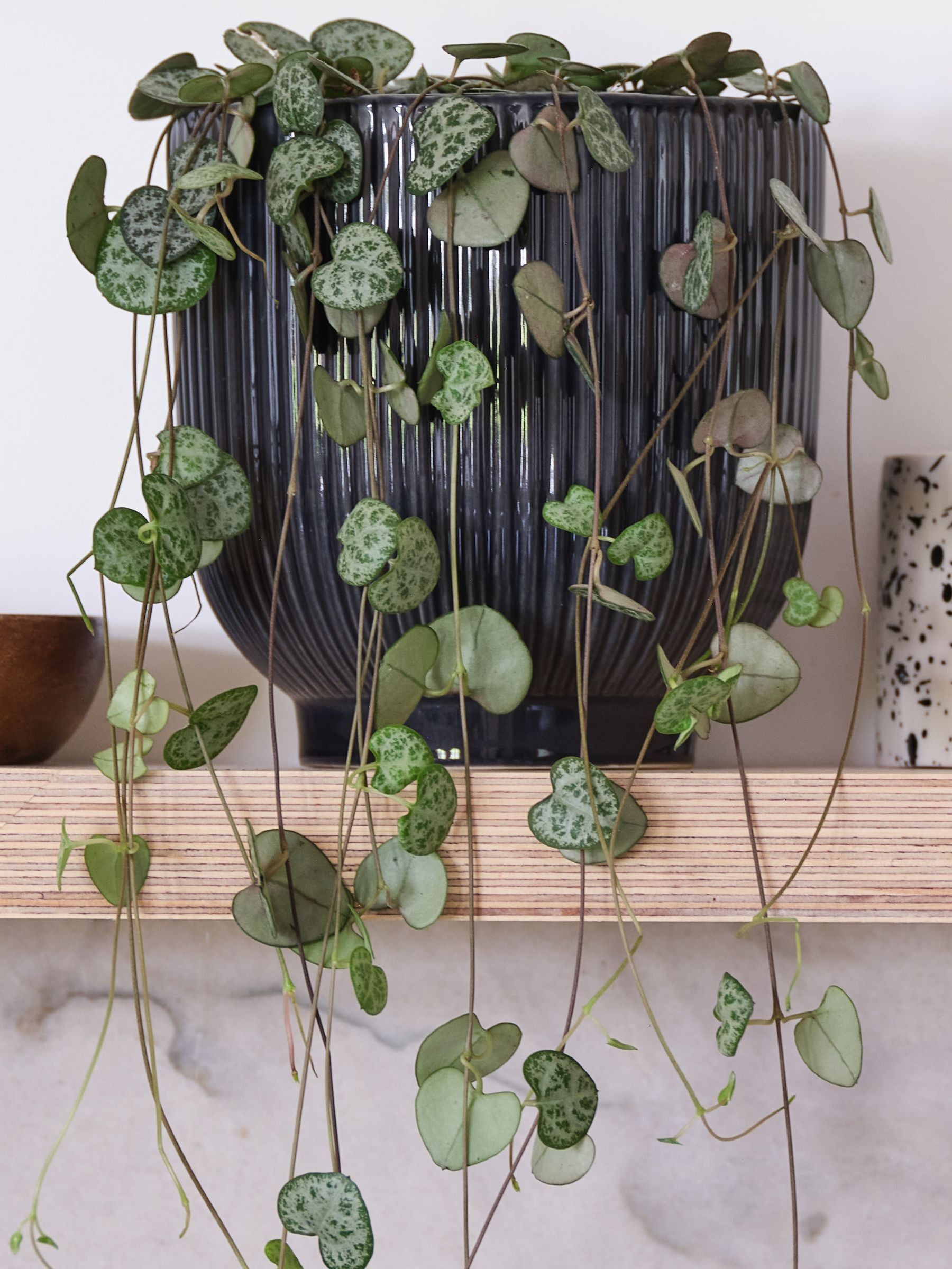 Navy Real String of Hearts Plant in Ribbed Pot - Image 2 of 3