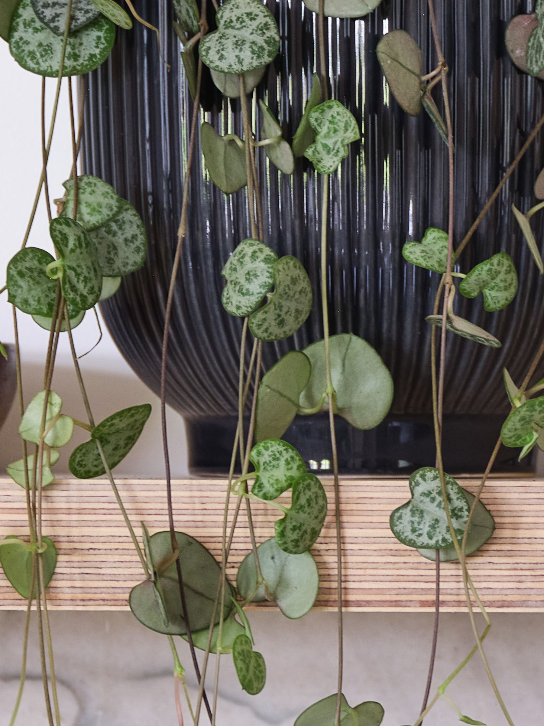 Navy Real String of Hearts Plant in Ribbed Pot - Image 3 of 3