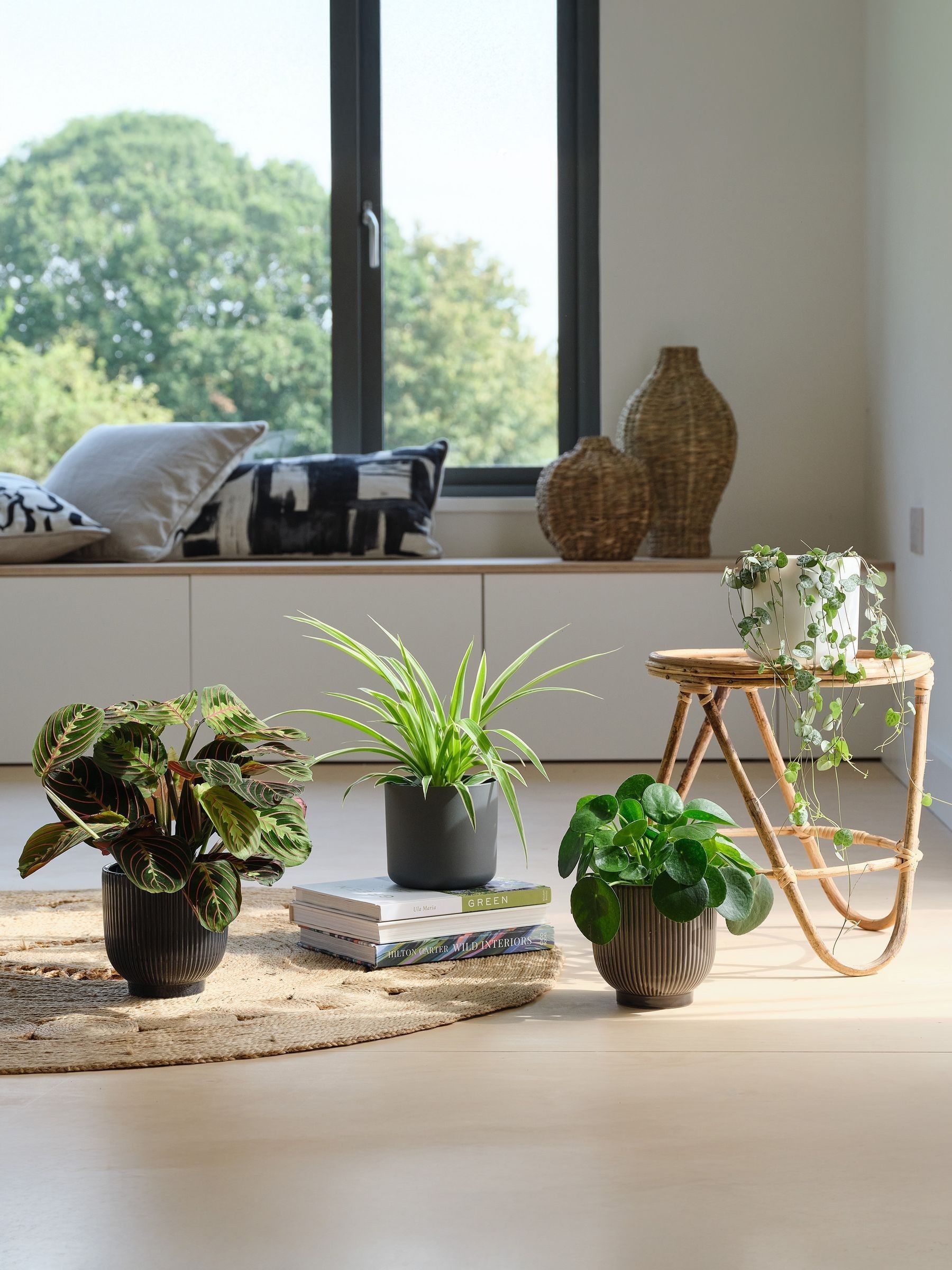 Green Real Pet Friendly Plant Bundle in Pots - Image 1 of 5 Green Real Pet Friendly Plant Bundle in Pots - Image 1 of 5