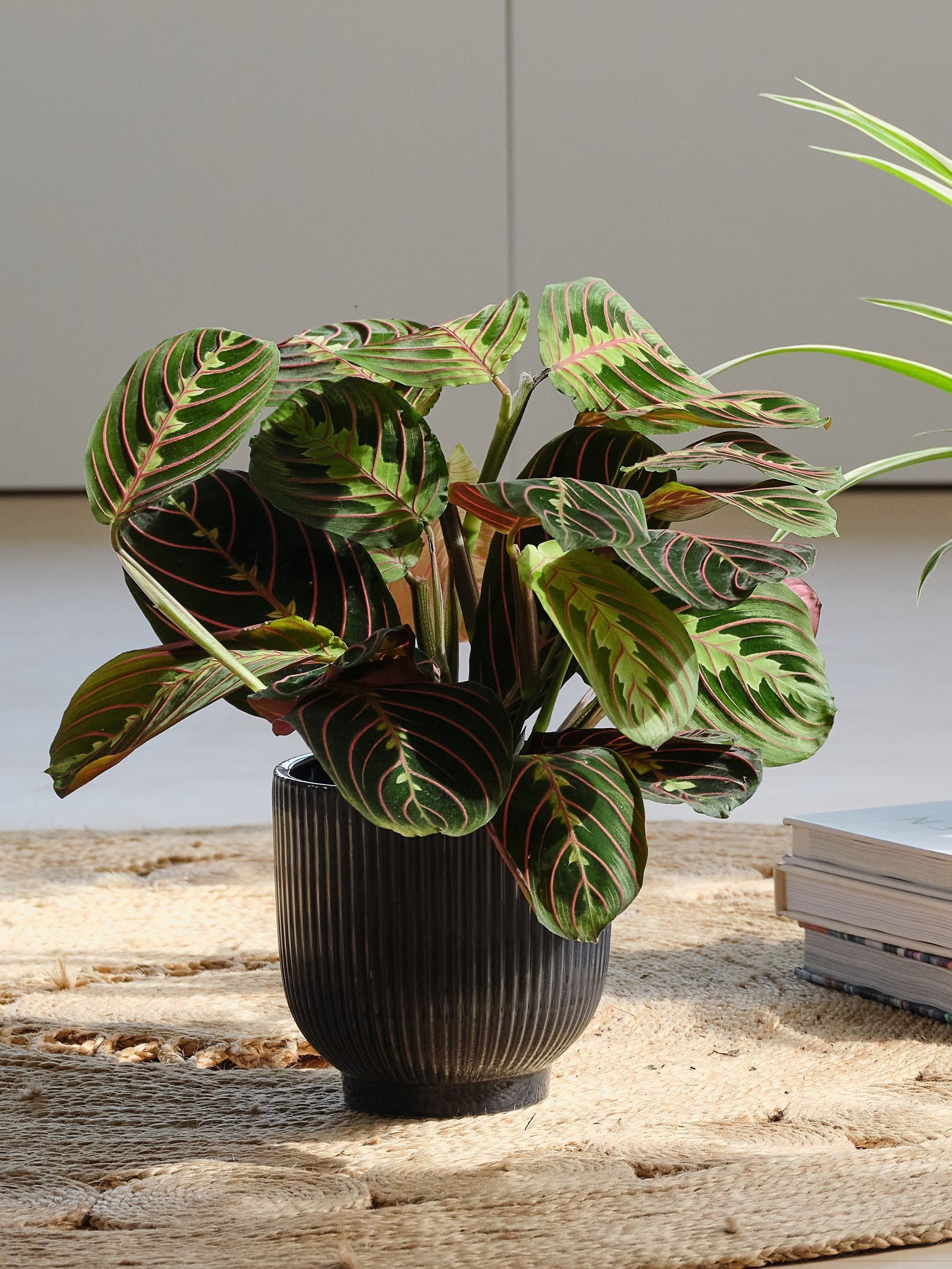 Green Real Pet Friendly Plant Bundle in Pots - Image 2 of 5