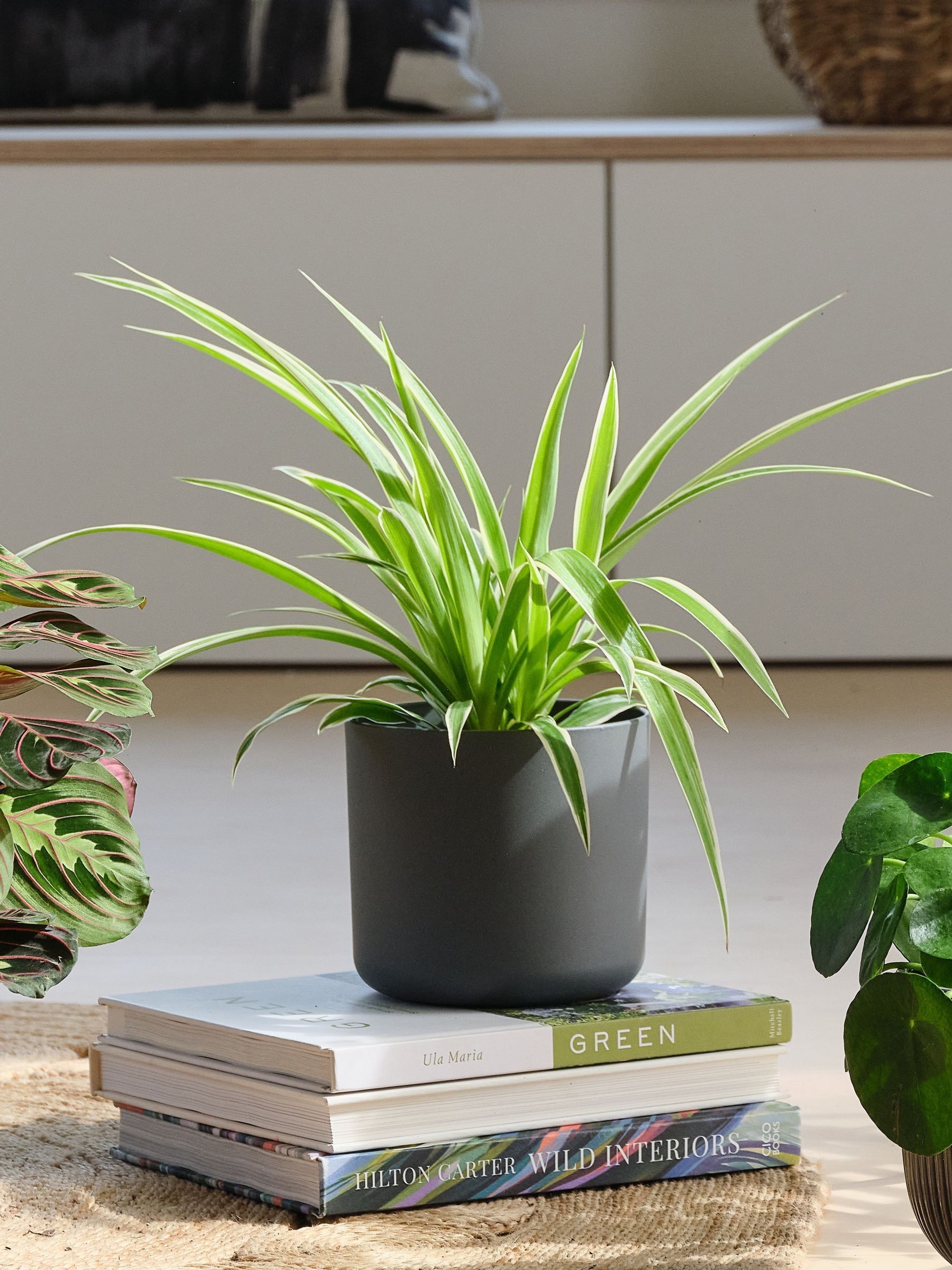 Green Real Pet Friendly Plant Bundle in Pots - Image 3 of 5