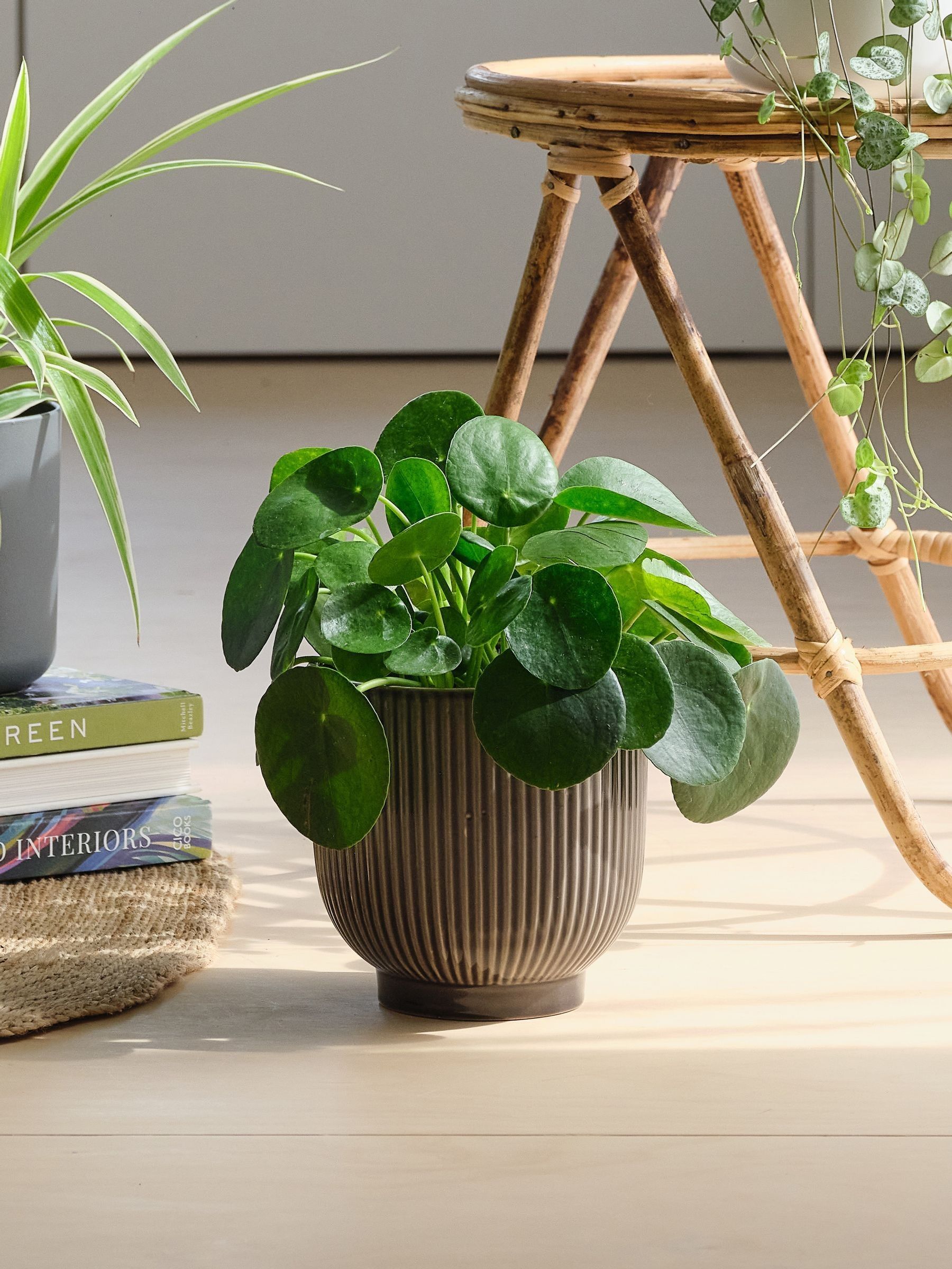 Green Real Pet Friendly Plant Bundle in Pots - Image 4 of 5