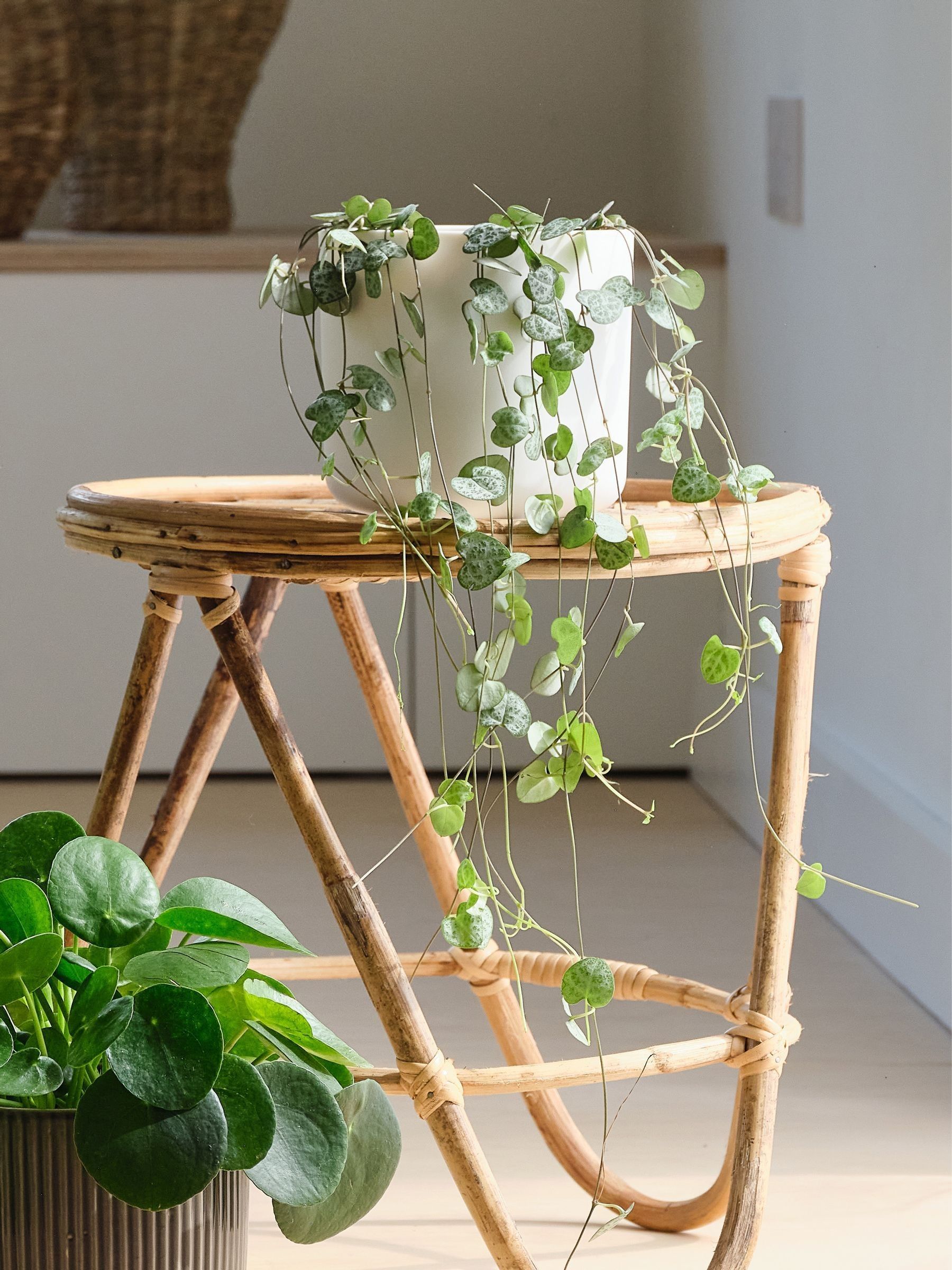 Green Real Pet Friendly Plant Bundle in Pots - Image 5 of 5