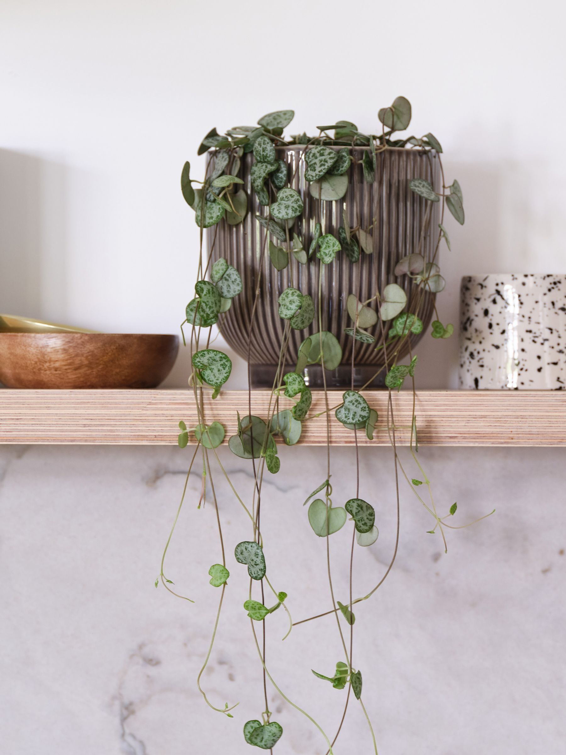 Grey Real String of Hearts Plant in Ribbed Pot - Image 1 of 3