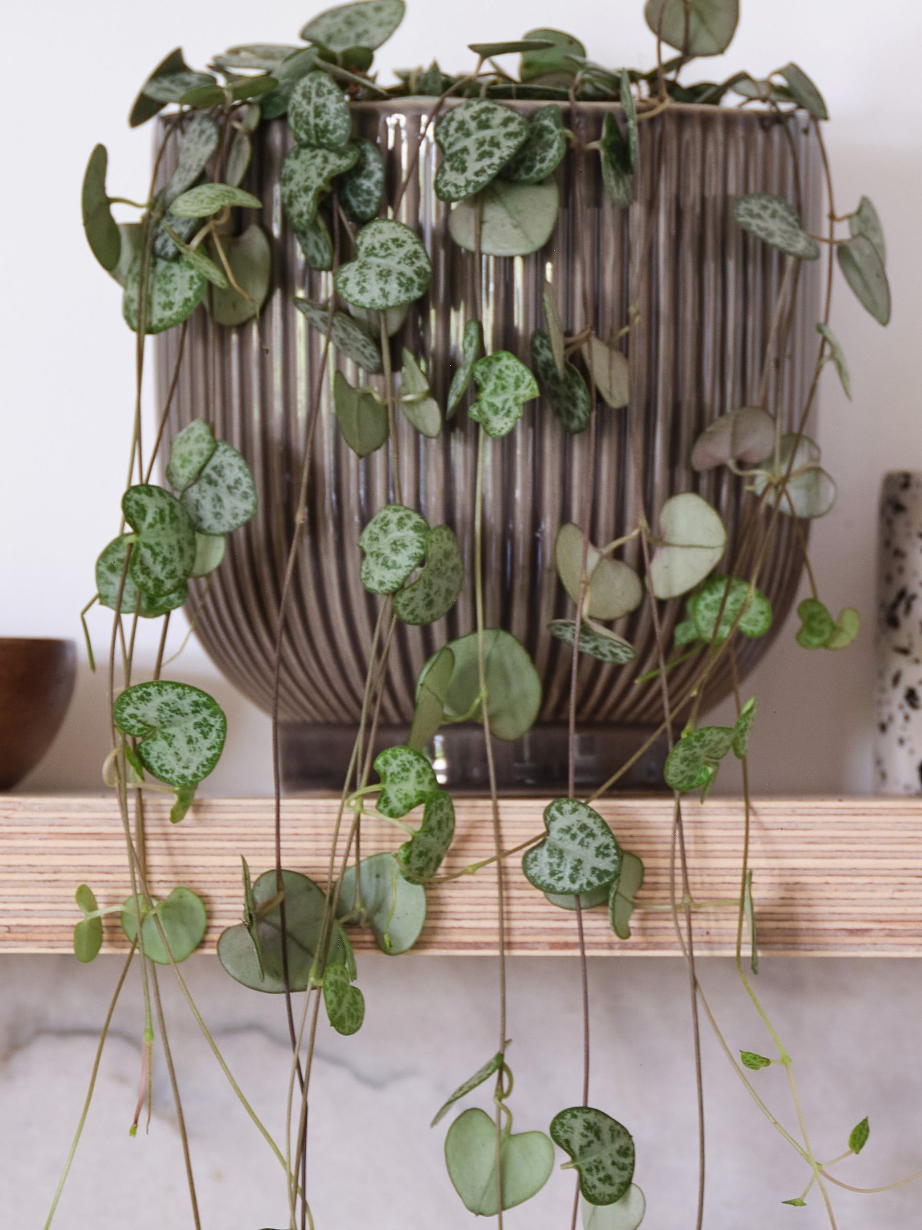 Grey Real String of Hearts Plant in Ribbed Pot - Image 2 of 3