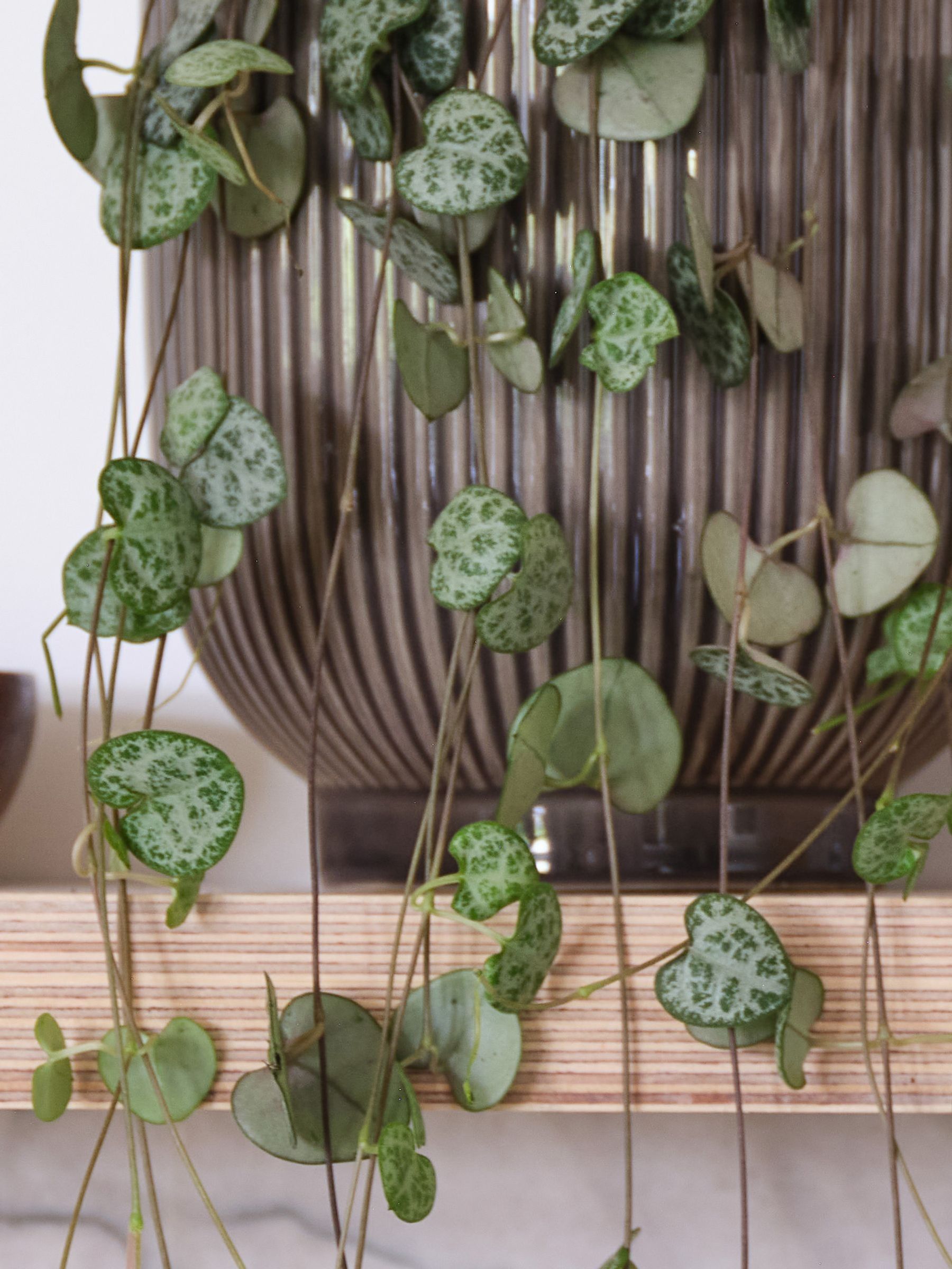 Grey Real String of Hearts Plant in Ribbed Pot - Image 3 of 3 Grey Real String of Hearts Plant in Ribbed Pot - Image 3 of 3