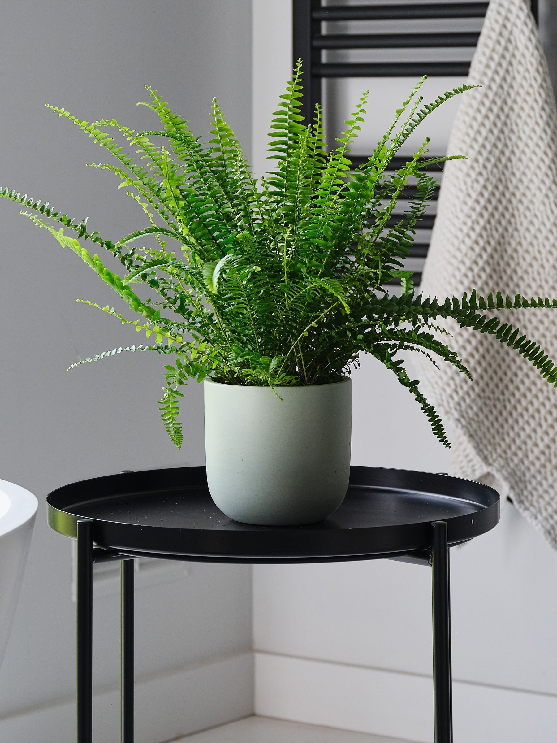 Pistachio Boston Fern & Real Boston Fern Plant in Earthenware Pot - Image 1 of 4