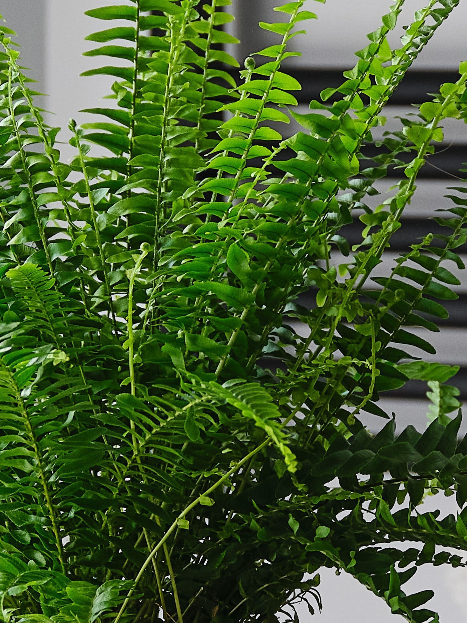 Pistachio Boston Fern & Real Boston Fern Plant in Earthenware Pot - Image 3 of 4