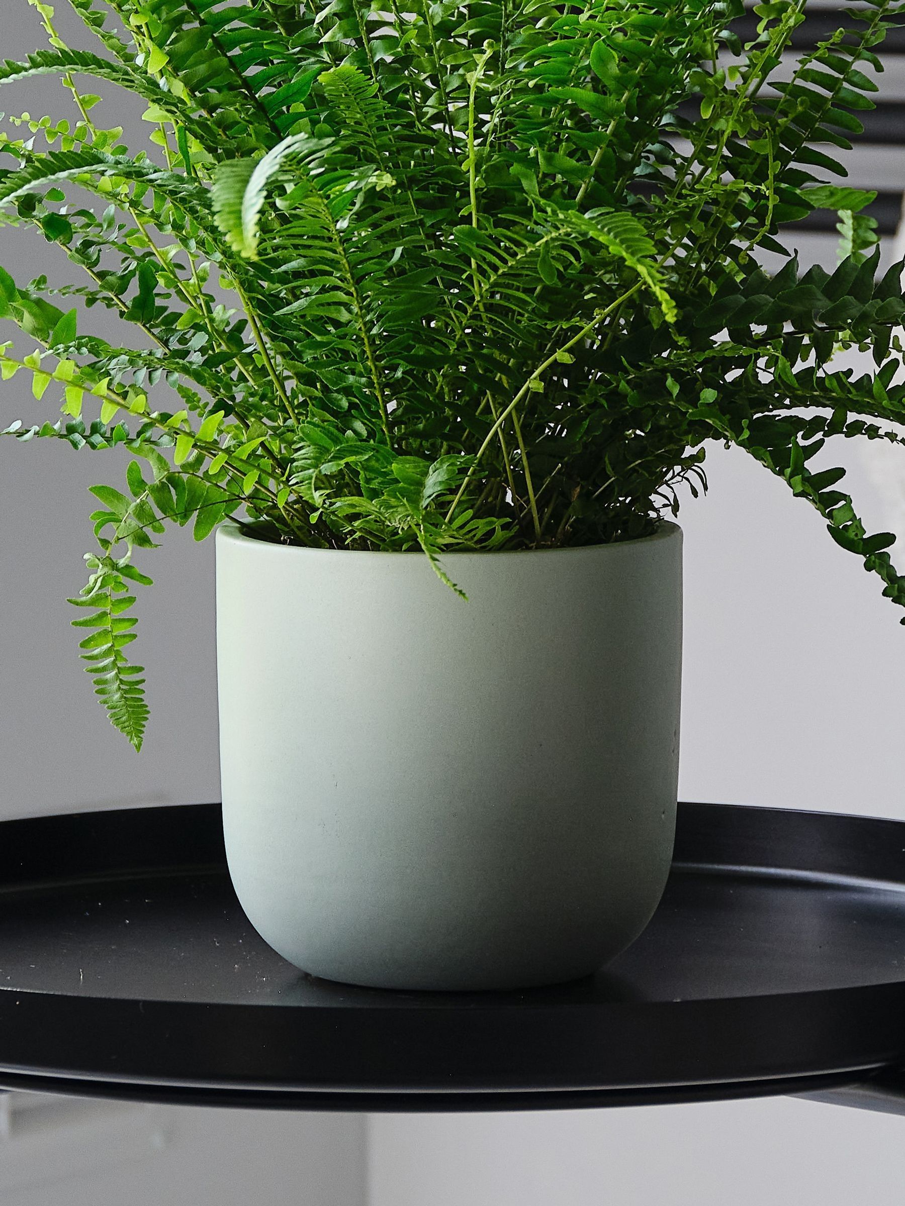 Pistachio Boston Fern & Real Boston Fern Plant in Earthenware Pot - Image 4 of 4 Pistachio Boston Fern & Real Boston Fern Plant in Earthenware Pot - Image 4 of 4