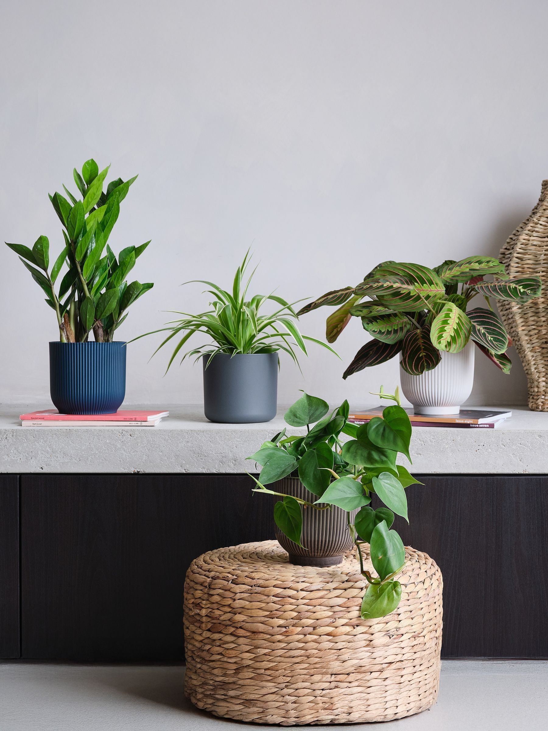 Green Real Shade Plant Bundle in Pots - Image 1 of 5