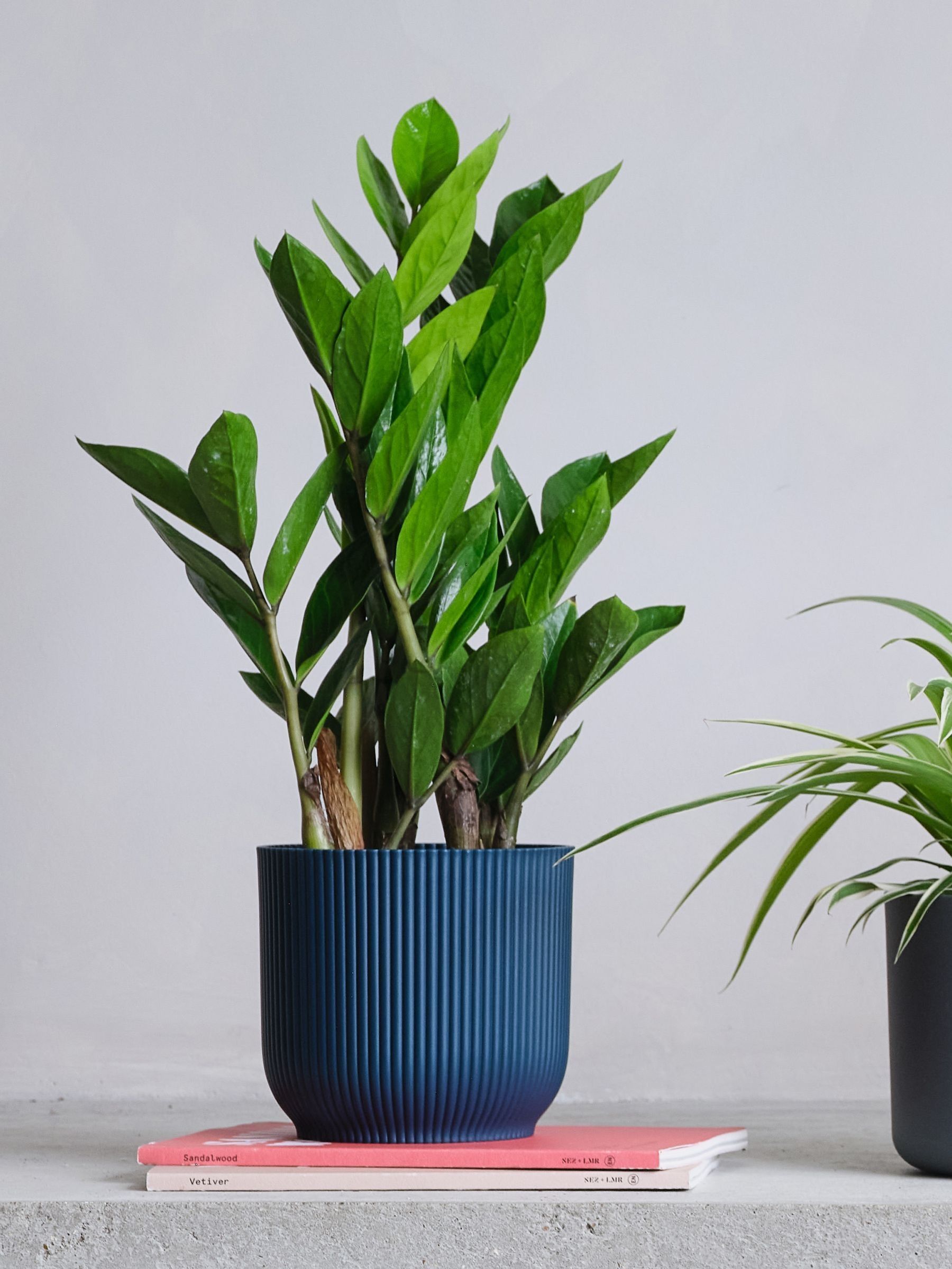 Green Real Shade Plant Bundle in Pots - Image 2 of 5 Green Real Shade Plant Bundle in Pots - Image 2 of 5