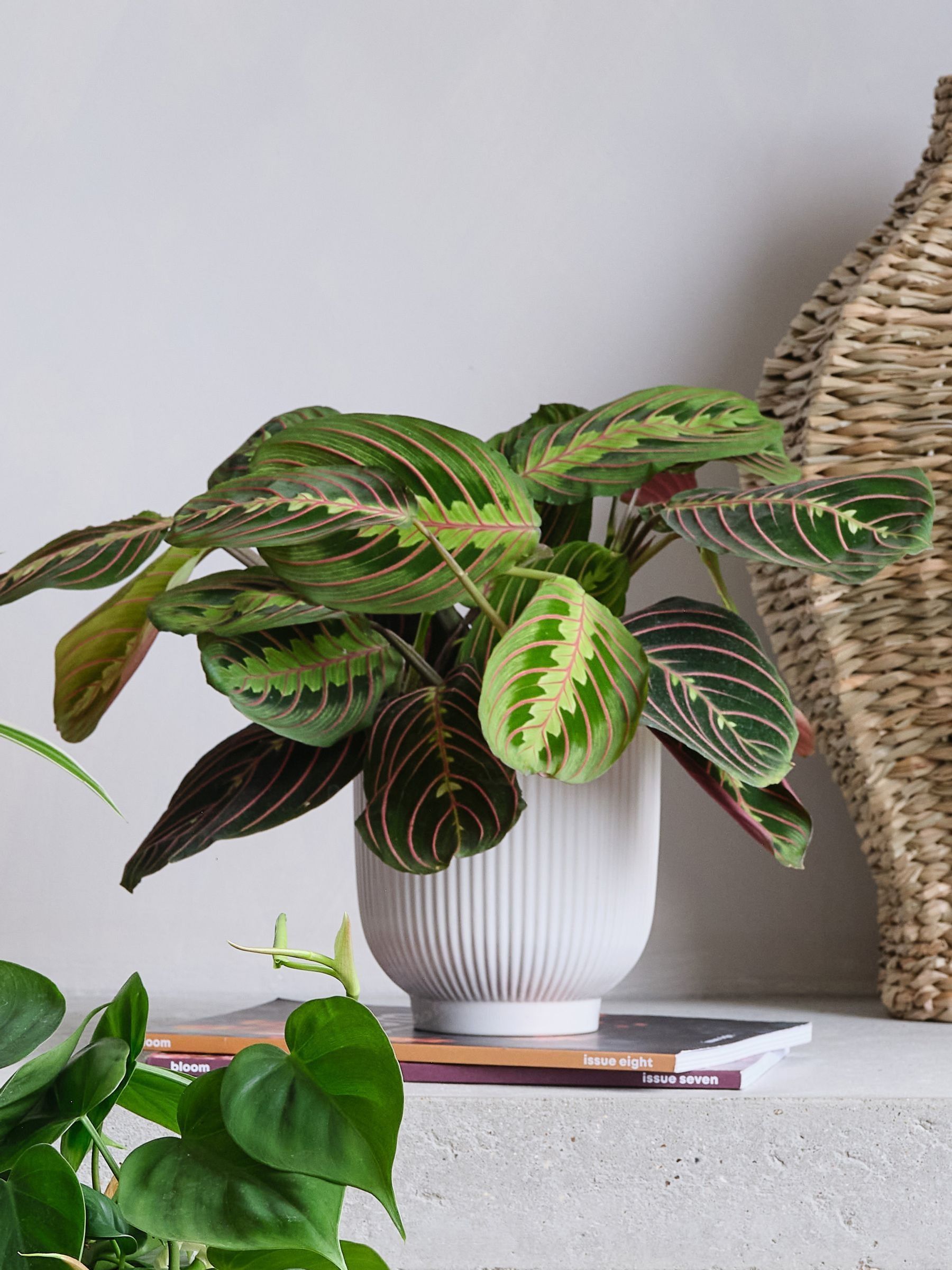 Green Real Shade Plant Bundle in Pots - Image 4 of 5