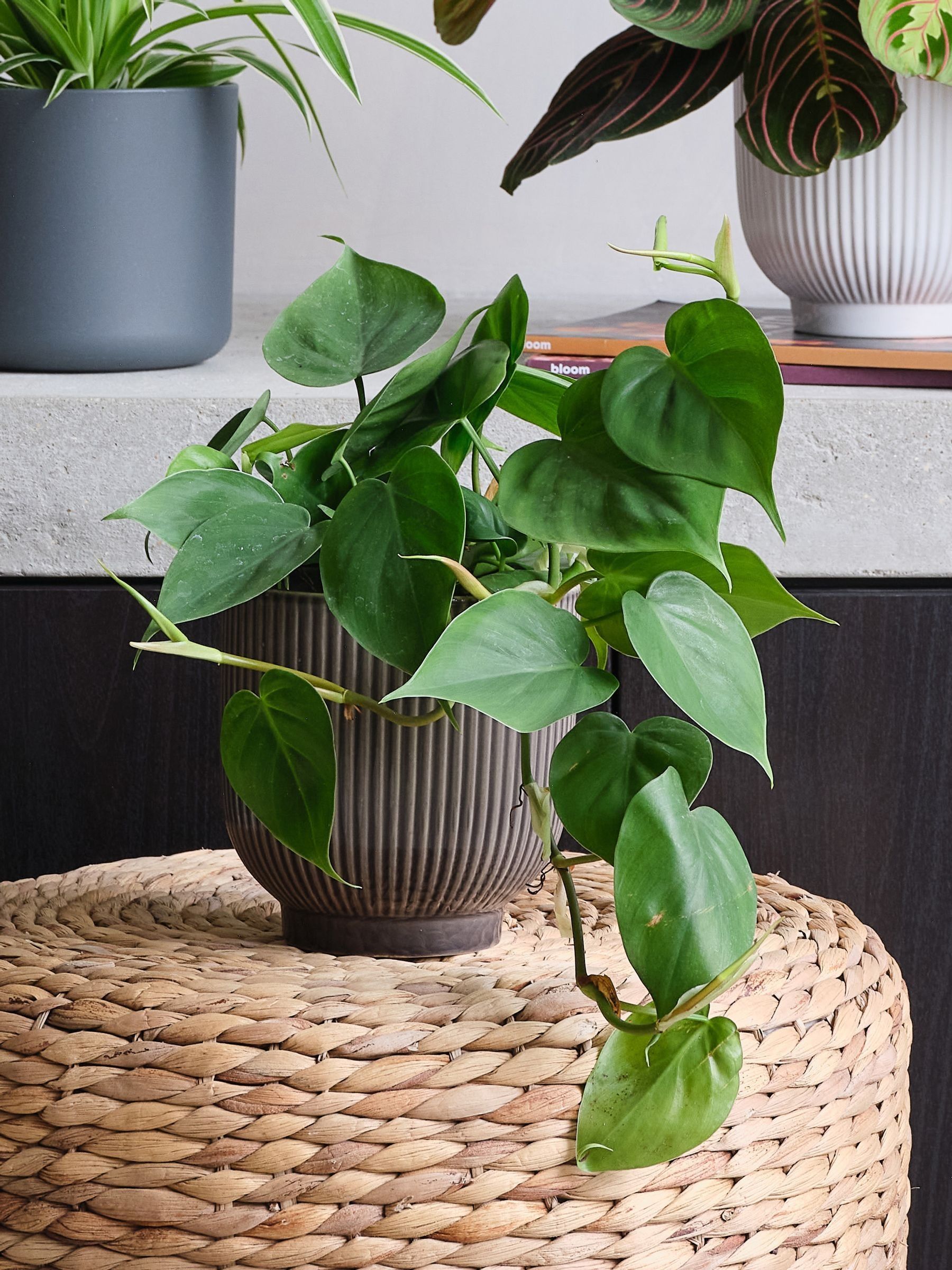 Green Real Shade Plant Bundle in Pots - Image 5 of 5 Green Real Shade Plant Bundle in Pots - Image 5 of 5