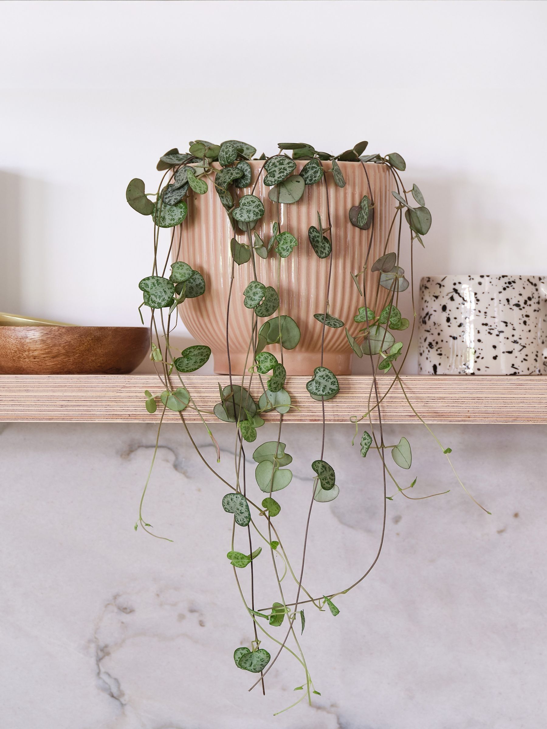 Pink Real String of Hearts Plant in Ribbed Pot - Image 1 of 3 Pink Real String of Hearts Plant in Ribbed Pot - Image 1 of 3