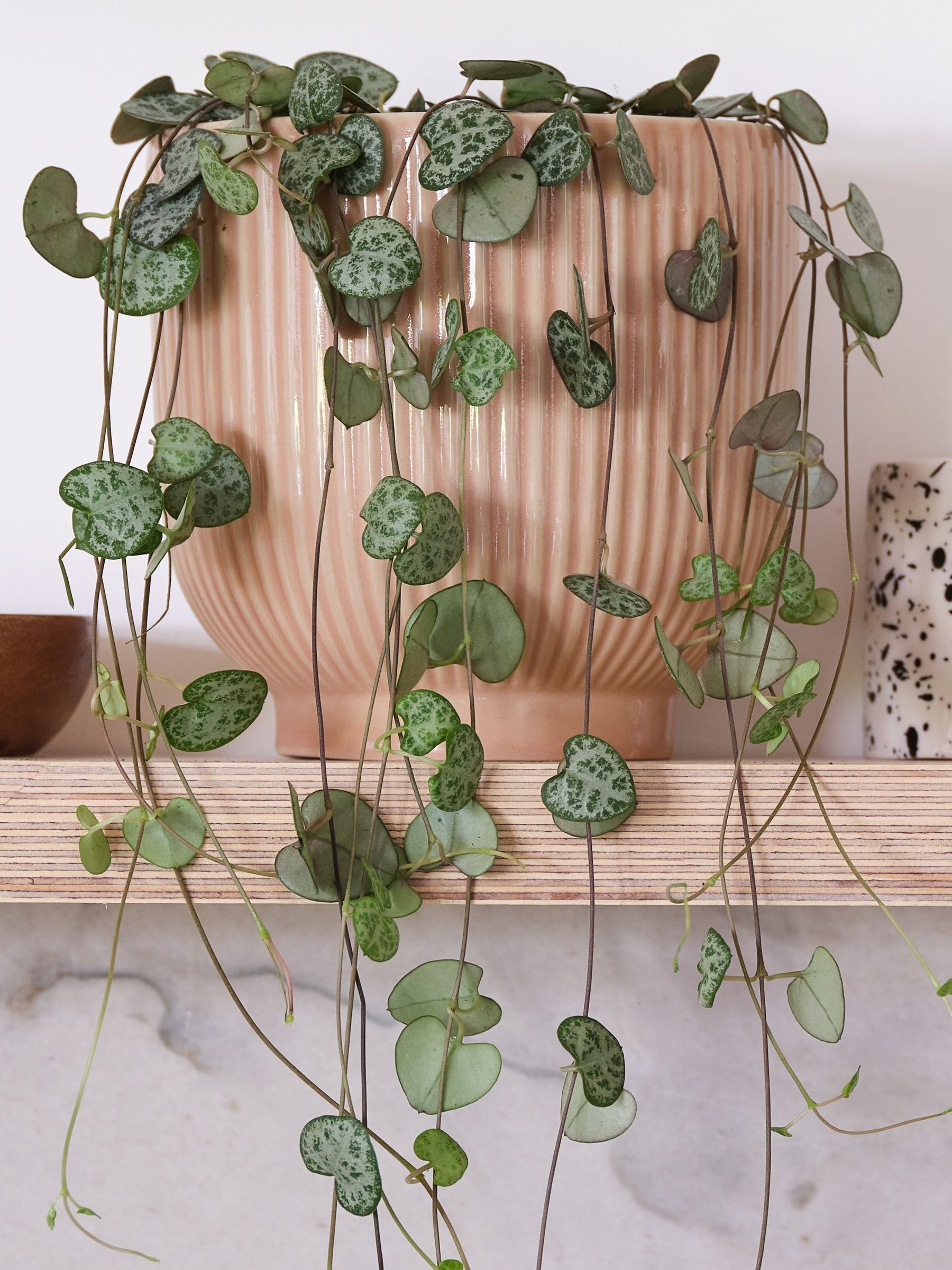 Pink Real String of Hearts Plant in Ribbed Pot - Image 2 of 3