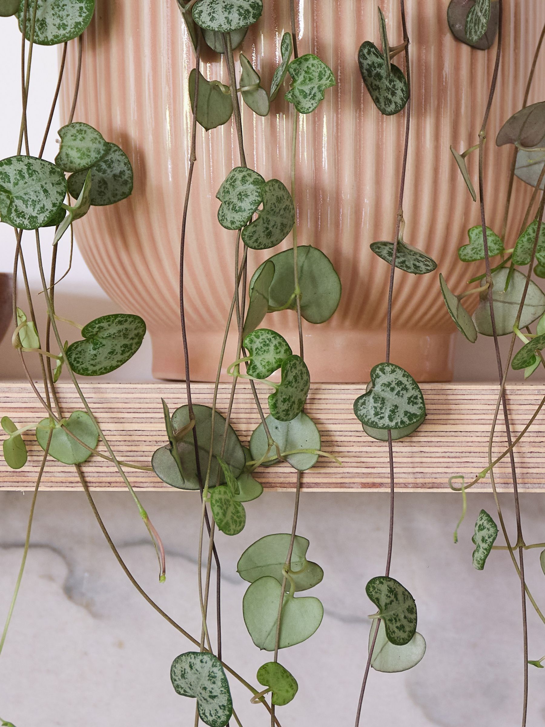 Pink Real String of Hearts Plant in Ribbed Pot - Image 3 of 3 Pink Real String of Hearts Plant in Ribbed Pot - Image 3 of 3