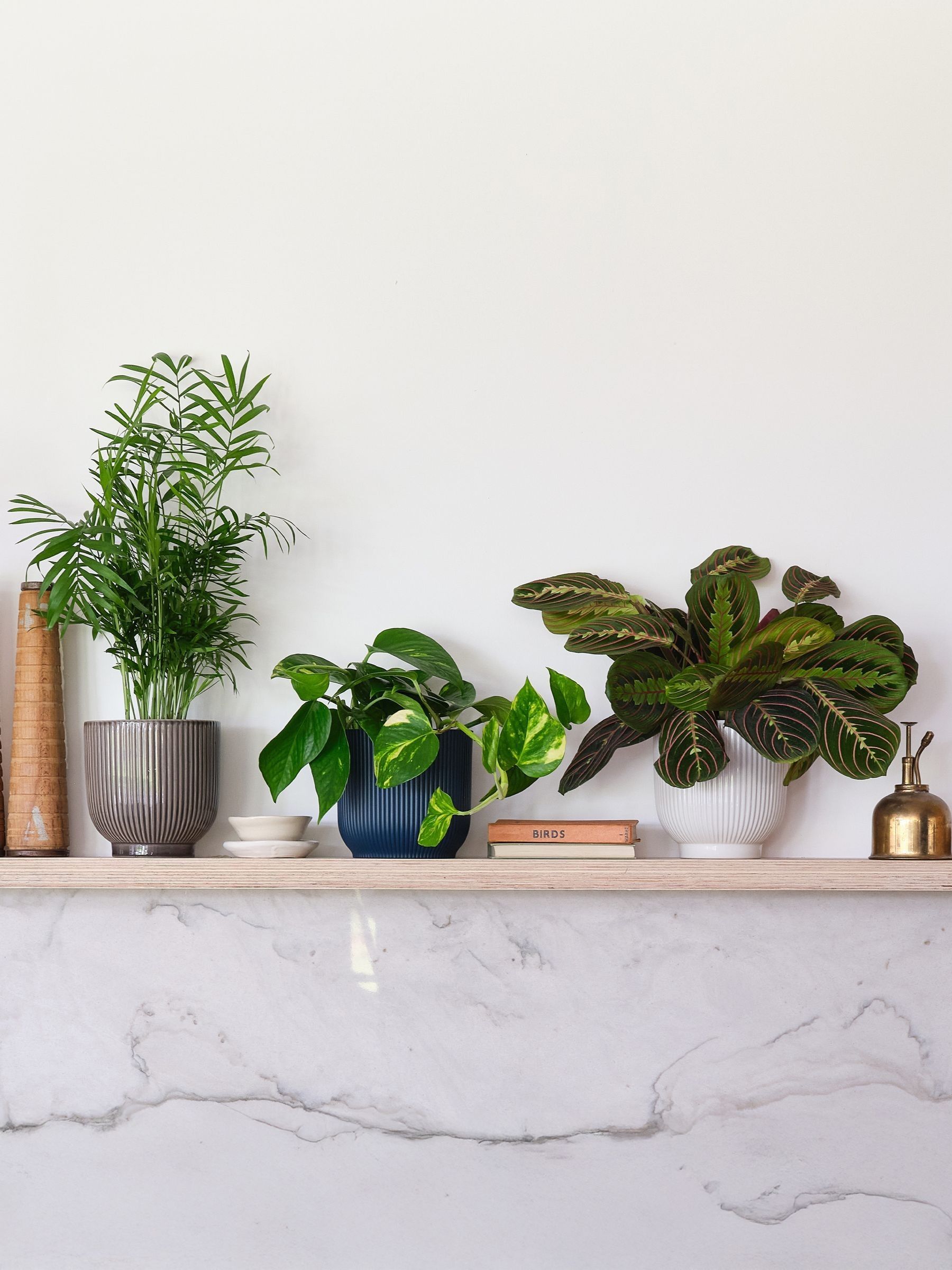 Green Real Shelfie Plant Bundle in Pots - Image 1 of 4