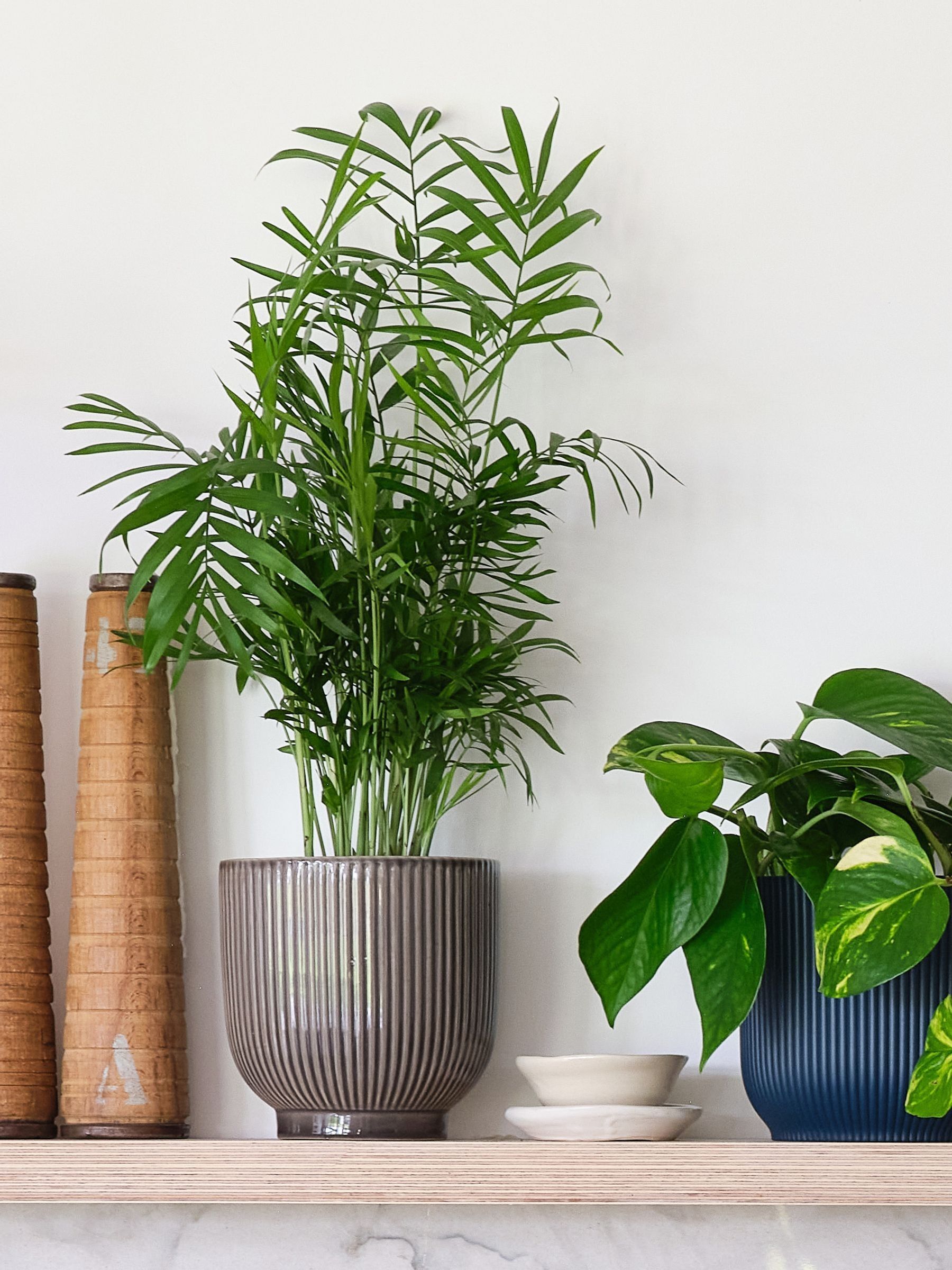 Green Real Shelfie Plant Bundle in Pots - Image 2 of 4 Green Real Shelfie Plant Bundle in Pots - Image 2 of 4