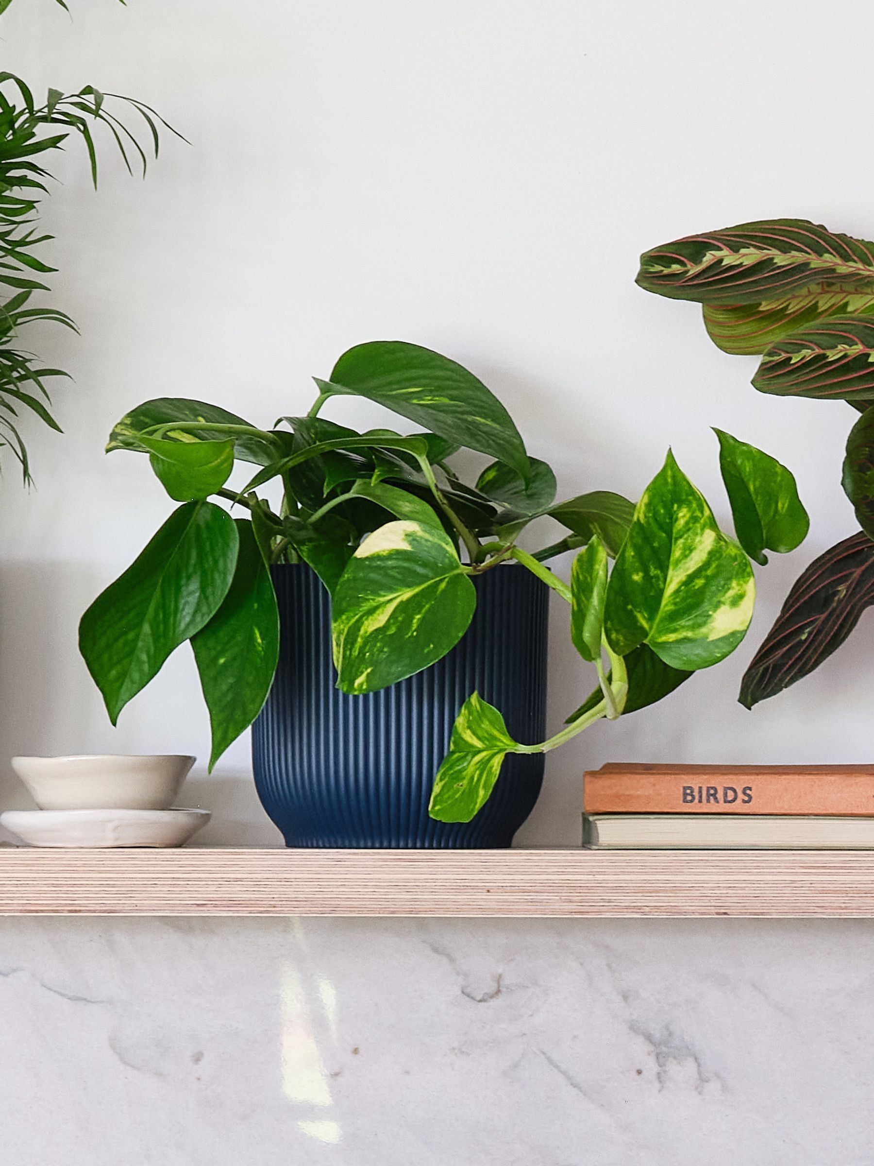 Green Real Shelfie Plant Bundle in Pots - Image 3 of 4