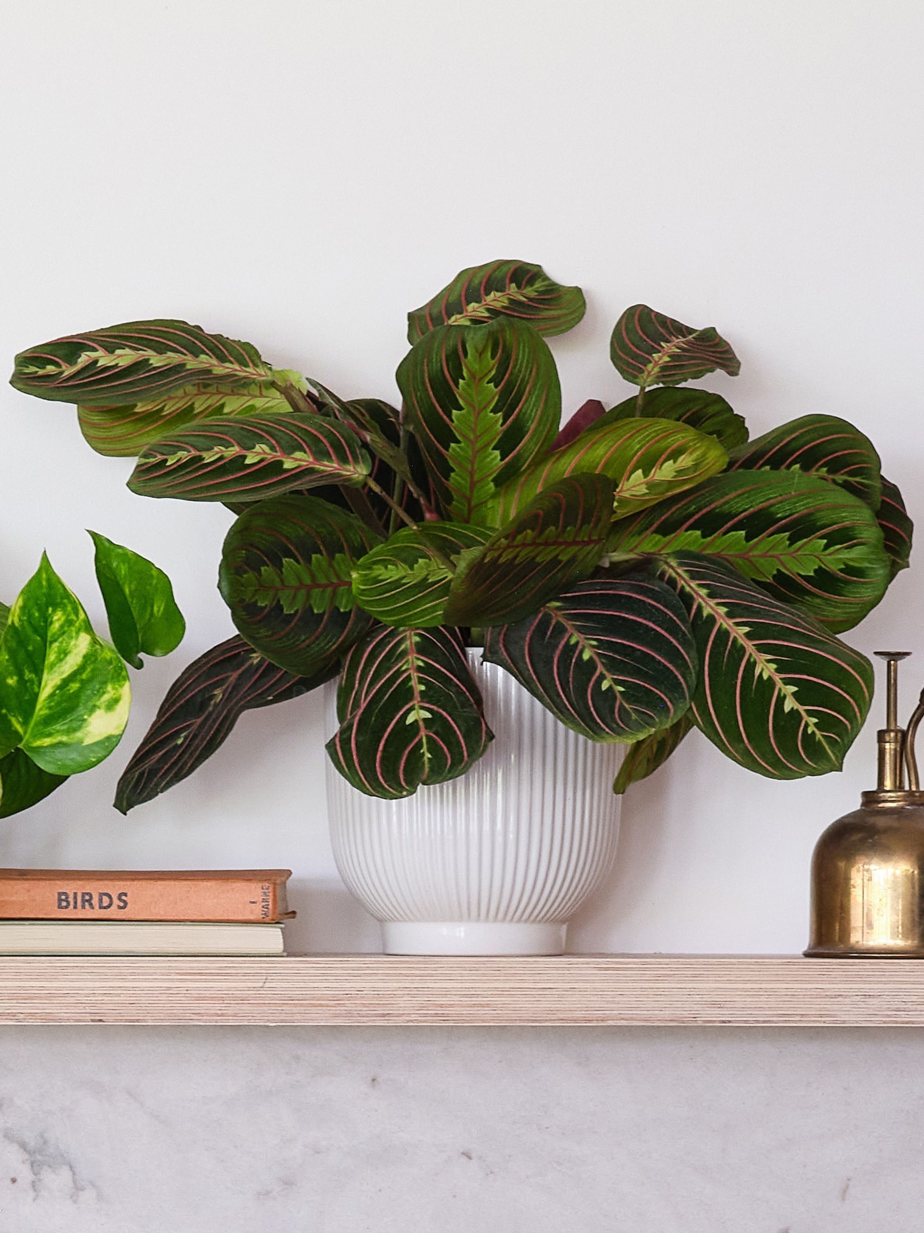 Green Real Shelfie Plant Bundle in Pots - Image 4 of 4